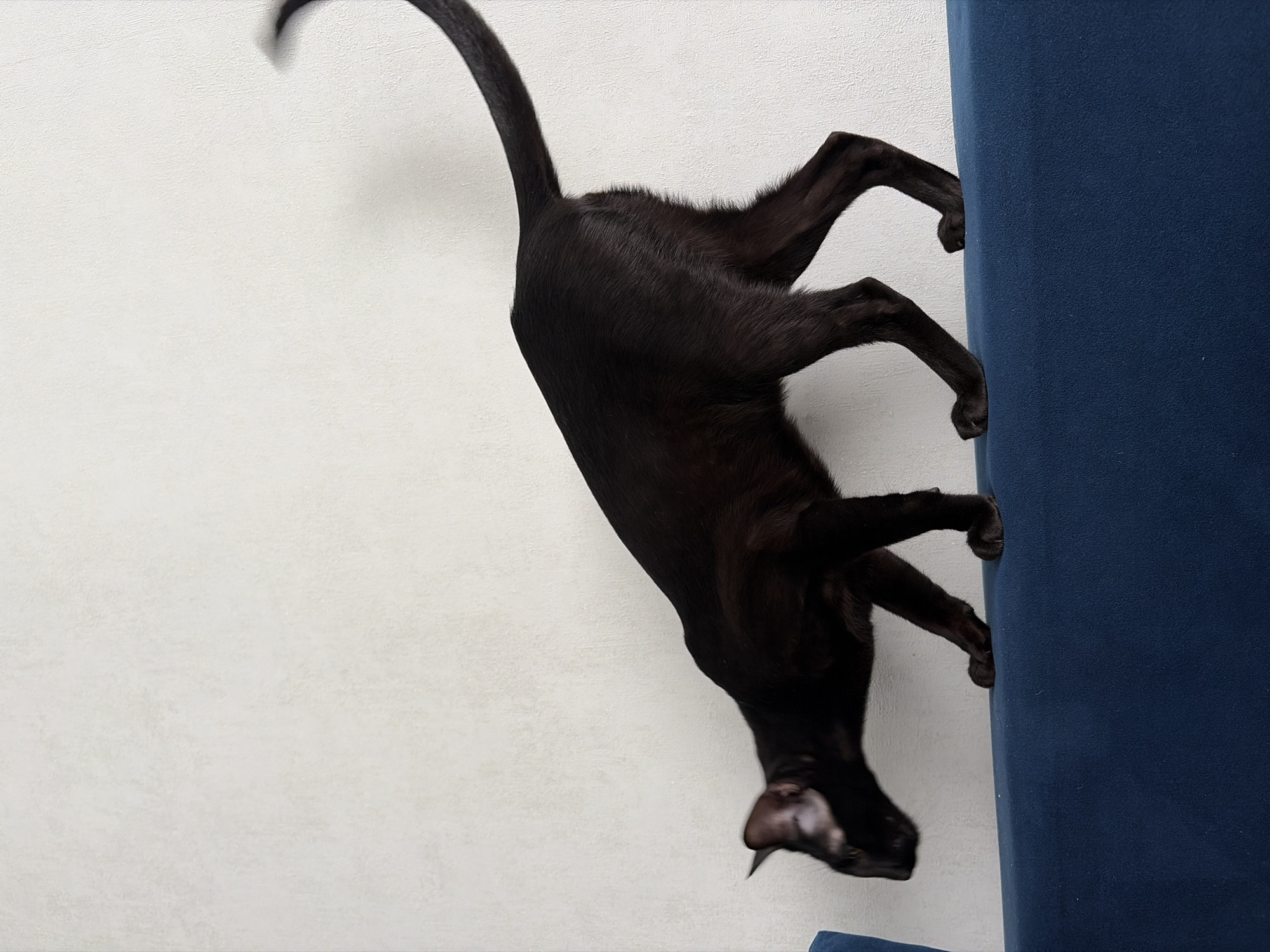 The image depicts an indoor scene in the city of Chaikovsky, Russia. A sleek, solid black Oriental Shorthair-type cat is positioned in profile, walking or stalking across the upholstered back of a deep blue sofa or armchair. The cat's body is low, its head is lowered and angled slightly left, and its large, pointed ears are erect. Its slender black tail is blurred and curves upwards and to the right, indicating motion. The cat's lean musculature and some rib definition are visible. The background consists of a plain, off-white or cream-colored textured wall, evenly lit without distinct shadows.