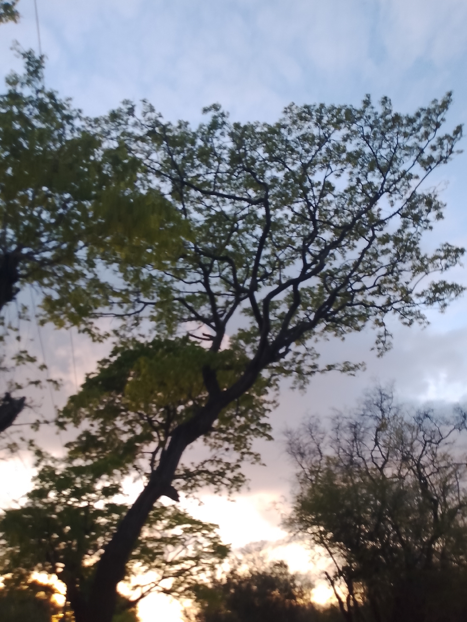 This is a vertical, slightly blurry photograph of trees against a cloudy sky. The image captures the silhouettes of several trees, with a large tree dominating the foreground, its branches extending across the frame. The leaves of the foreground tree are a vibrant green, while the branches are dark. In the background, the sky displays a gradient of soft blues, purples, and oranges, suggesting either sunrise or sunset. The lighting conditions are dim, and the overall impression is one of natural beauty during twilight. The location of Santa Ana, Venezuela is not visually identifiable within the image itself.