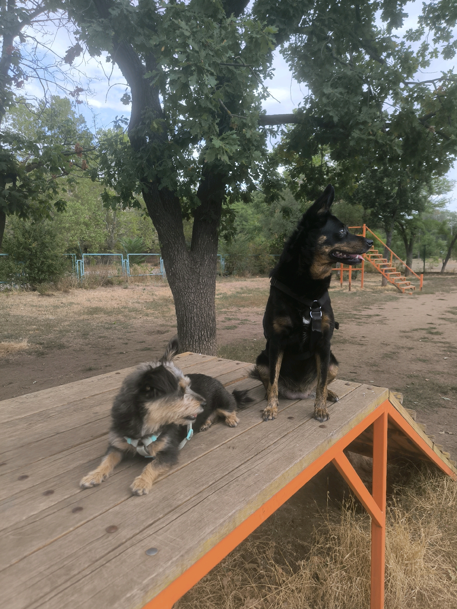 Two dogs are present in the image. One is a medium-sized black and tan dog with upright ears, sitting on a wooden ramp with orange trim. It is wearing a black harness and looking to the right. The other dog, a smaller mixed-breed with gray and tan fur, is lying down on the same ramp, facing the left. The ramp is situated outdoors in a grassy area with trees in the background. There is a set of orange stairs visible further in the background, suggesting an agility or play area for dogs. The scene appears to be a dog park or a similar recreational space. The presence of mature trees and dry grass indicates a temperate climate, potentially during late summer or early autumn. No specific landmarks definitively place this scene in Mykolaiv, Ukraine.