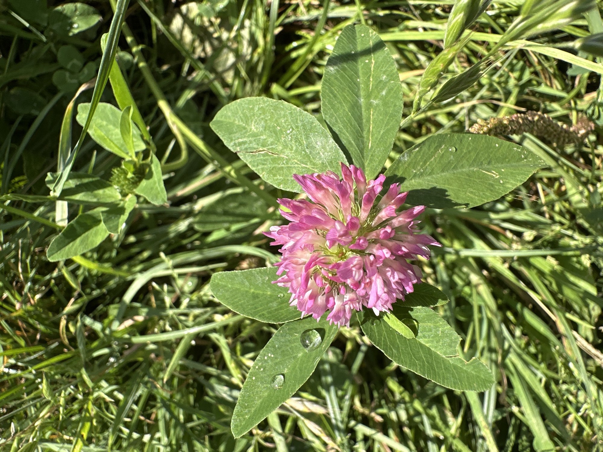A top-down, eye-level view captures a cluster of pink clover flowers amidst green grass. One prominent clover head, featuring small, tightly packed pink petals, is centered in the frame. Surrounding the flower are several clover leaves, each with a distinctive three-lobed shape, some of which bear small water droplets. The background is a dense arrangement of various green grasses and other low-lying plants, indicating a natural or semi-natural environment. The lighting suggests it is daytime, with sunlight casting shadows and highlighting dew drops on the foliage. The scene does not contain any people or man-made structures, implying it might be a park, meadow, or uncultivated area. Based on the information provided, the image is located in Minsk, Belarus.