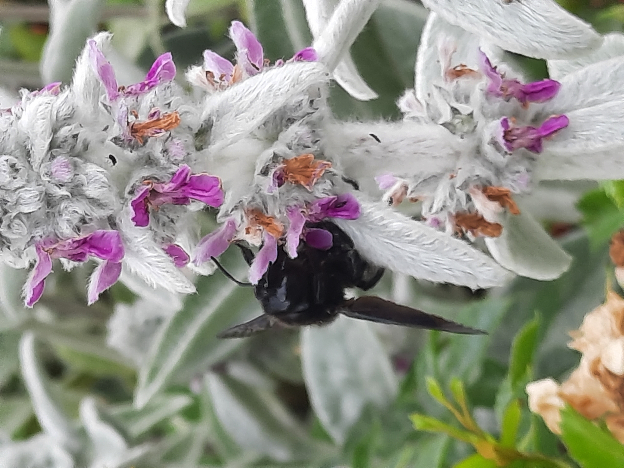 The image is a close-up, eye-level shot of a dark-colored insect with a pointed abdomen, possibly a bee or a wasp, interacting with a cluster of fuzzy white flowers with small purple and orange accents. The insect is positioned on the left side of the frame, with its head and thorax partially obscured by the flower. Its wings are dark and appear to be folded. The flowers are densely packed and have a soft, velvety texture. The background consists of blurred green foliage. The image appears to be taken outdoors, likely in a garden or natural setting. There is no identifiable information within the image to suggest a specific location within Rosenheim, Germany.