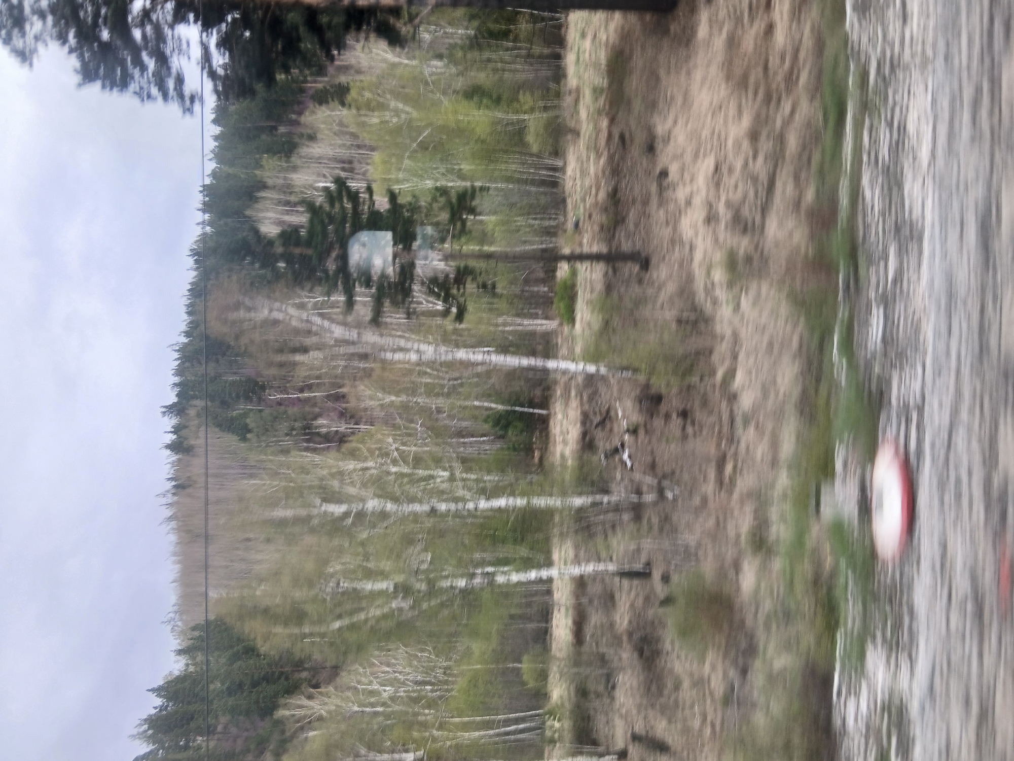 The image depicts a scene in an unknown location, possibly a rural or semi-rural area. A forest or grove of trees is visible, with a mix of evergreen and deciduous trees, some of which appear to be birch trees due to their white bark. The ground is covered in vegetation and dirt, suggesting a natural setting. The road is on the right side of the image, it seems to be on the edge of the forest. A red and white sign can be seen near the road. The sky is overcast.