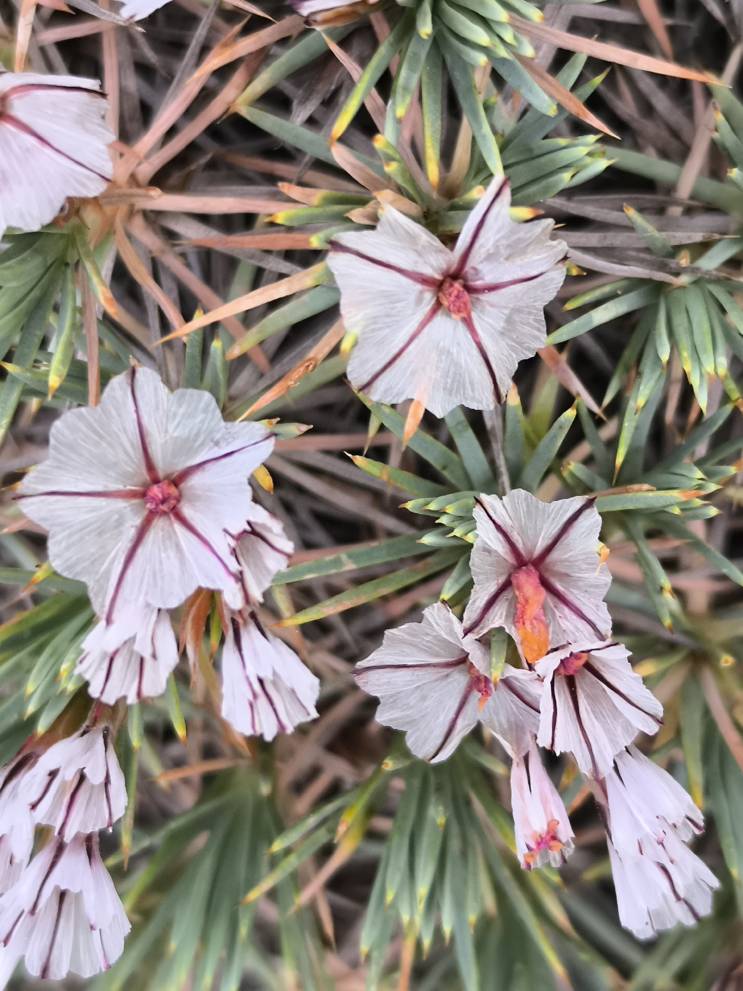 A close-up, overhead view shows a cluster of delicate white flowers with thin, deep pink-to-purple veins radiating from a reddish-pink center. Some of the flowers are fully open, displaying five distinct petals, while others are partially closed or in bud form, hanging downwards and resembling small bells. The petals appear textured, possibly crinkled or translucent. The stamens are visible in some of the open flowers, with orange-tipped anthers. The flowers are nestled amongst spiky, needle-like foliage that is predominantly green, with some reddish-brown and yellow-tipped leaves or dried parts of the plant visible. The background is softly blurred, suggesting a natural environment. The scene is set in Konyaaltı, Turkey, implying a natural or garden setting within that region. There are no people or any discernible human activity in the image.