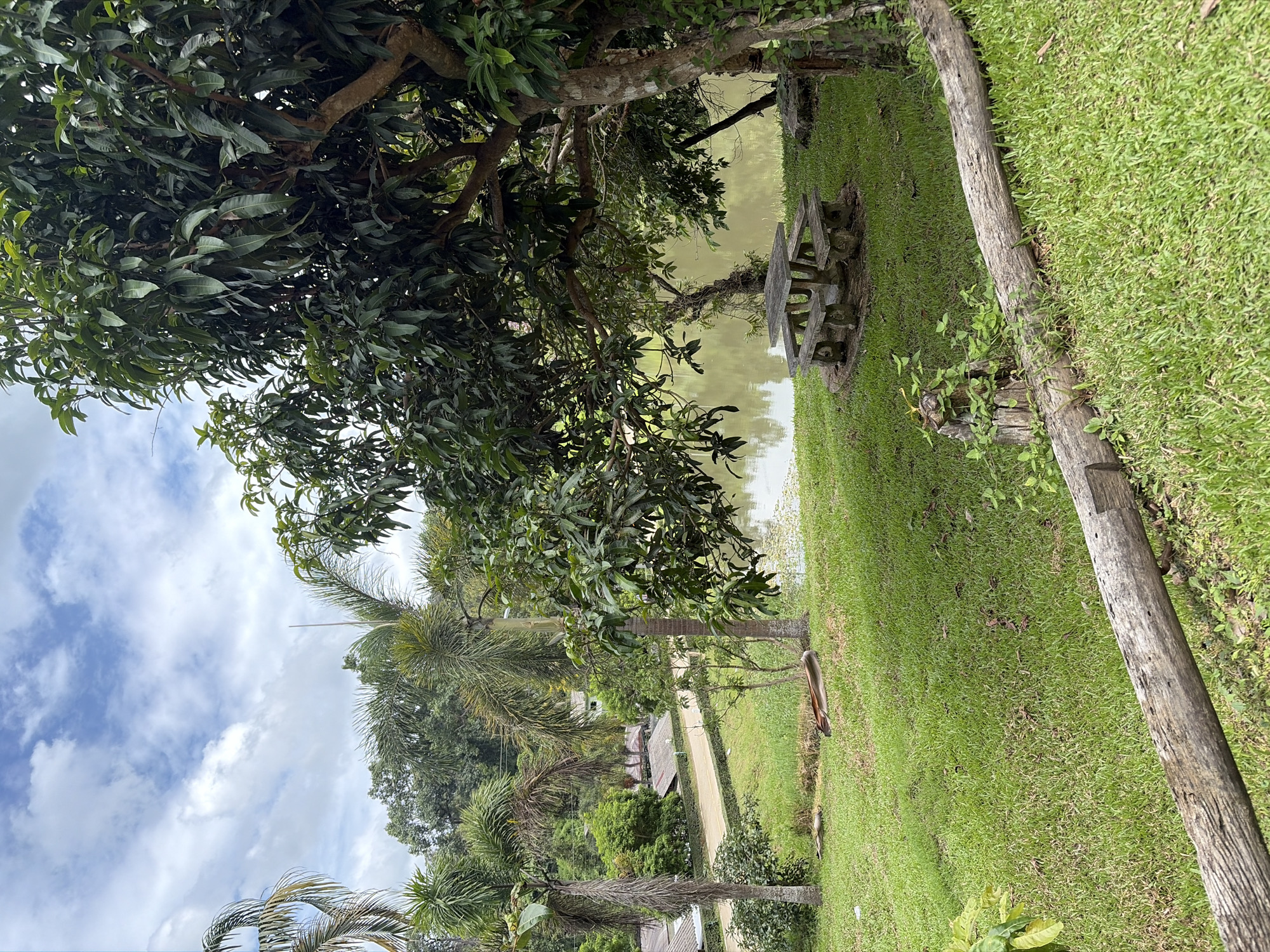 The image depicts an outdoor scene in Mae Win, Thailand. In the foreground, a weathered log lies on a vibrant green lawn. Further back, a stone picnic table and benches are situated under the shade of a large tree, with its branches heavy with dark green leaves. Beyond the picnic area, a body of calm water, reflecting the overcast sky, is visible. The background reveals a line of buildings with light-colored roofs, suggesting a residential or commercial area. Several palm trees are scattered throughout the landscape, adding to the tropical ambiance. The sky is partly cloudy with white and grey formations against a pale blue backdrop. The overall impression is one of a tranquil, natural setting with signs of human presence.