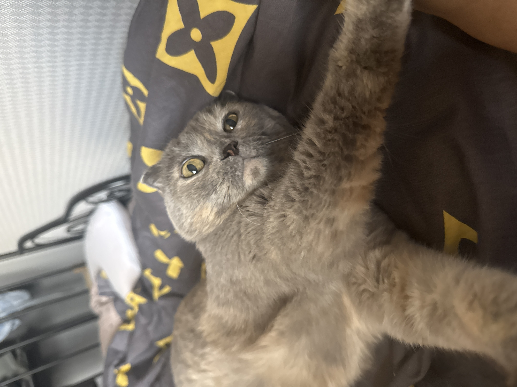 A grey cat is lying on its back on a bed with a dark grey comforter featuring a yellow floral pattern. The cat has green eyes and is looking at the camera. A white pillow is visible in the background, along with a metal bed frame. The scene is indoors, likely in a bedroom. The location is the city of Mamony, Russia.