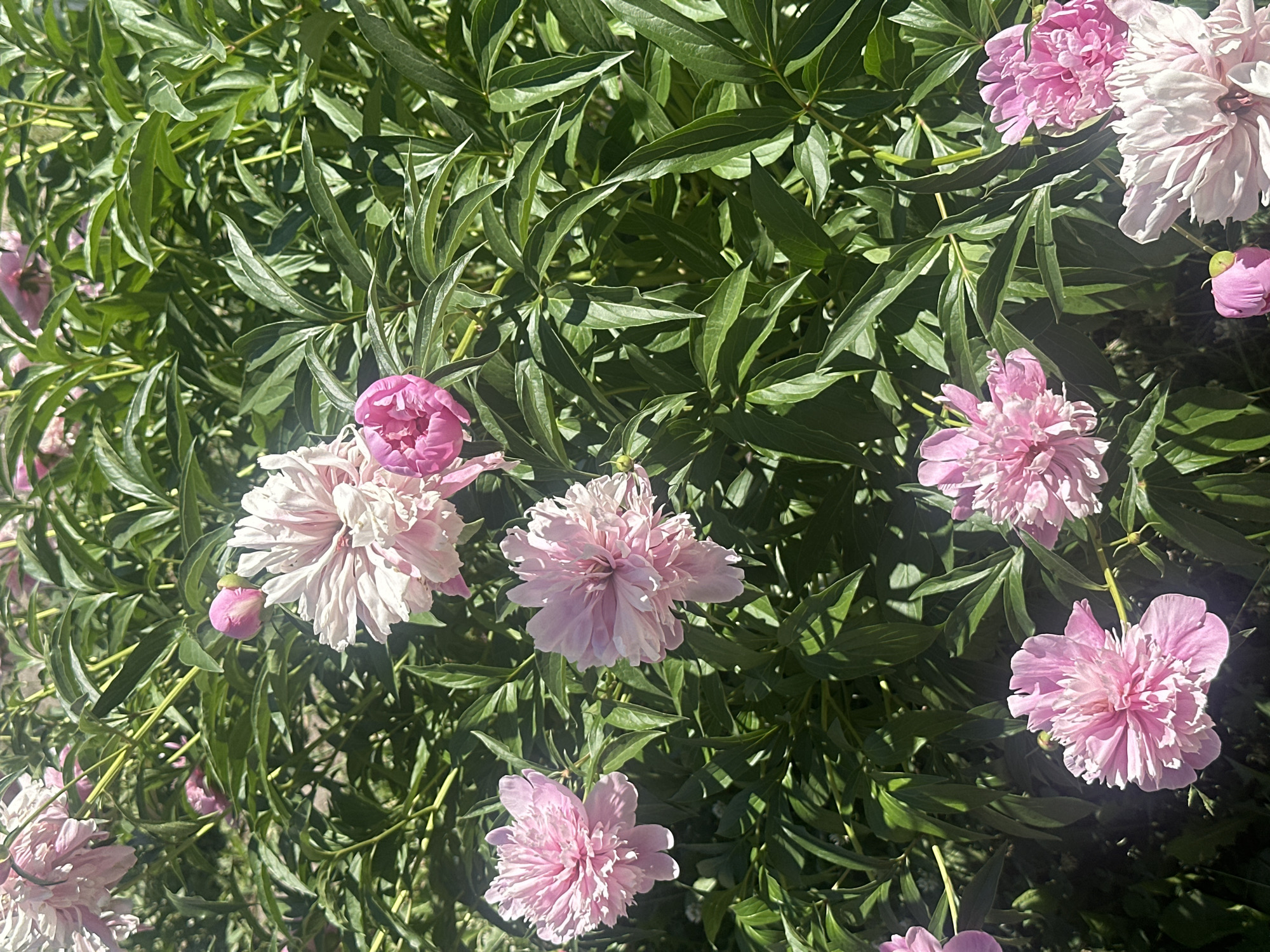 A medium shot captures a dense arrangement of light pink and white peonies with vibrant green leaves under bright sunlight. The flowers are in various stages of bloom, with some fully open and others as buds. The scene is likely a garden in Novoaltaysk, Russia, given the context of the prompt. There are no people or animals present. The focus is on the botanical subjects.