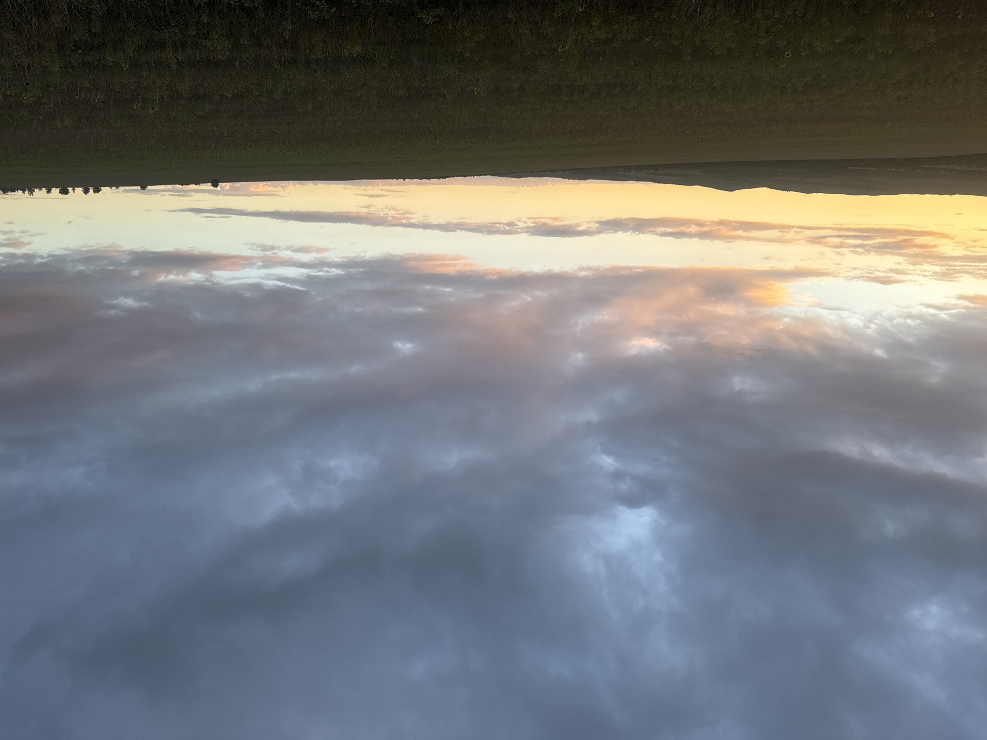 This is an image of a wide, flat field with rolling hills in the distance, under a cloudy sky. The clouds are dark and heavy in the upper portion of the sky, transitioning to lighter grays and whites towards the horizon. The lower portion of the sky is illuminated by the setting sun, with bands of yellow, orange, and pink clouds visible. The field itself is covered in green vegetation, possibly crops or wildflowers, with a few isolated trees and shrubs dotting the landscape. The overall impression is one of a serene, rural landscape at dusk. The location is specified as Vasil'evka, Russia. There are no people or animals visible in the image.