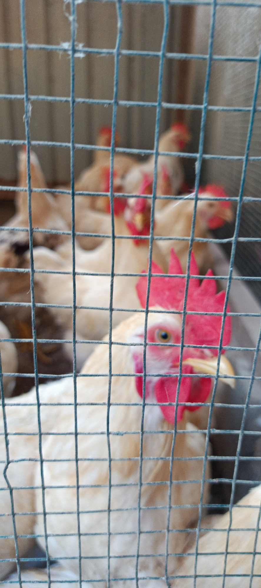 This is a vertical, close-up, outdoor shot of chickens in a cage in Meunasahmesjid, Indonesia. The cage is made of thin, dark blue wire mesh that creates a grid pattern throughout the foreground. In the center of the frame, a white chicken with a bright red comb and wattle is looking directly at the camera. Its eye is visible and appears light brown. The chicken's beak is yellow. The background is out of focus and shows more chickens, also with red combs and wattles, and hints of their white and light brown plumage. The overall environment suggests a chicken coop or farm.