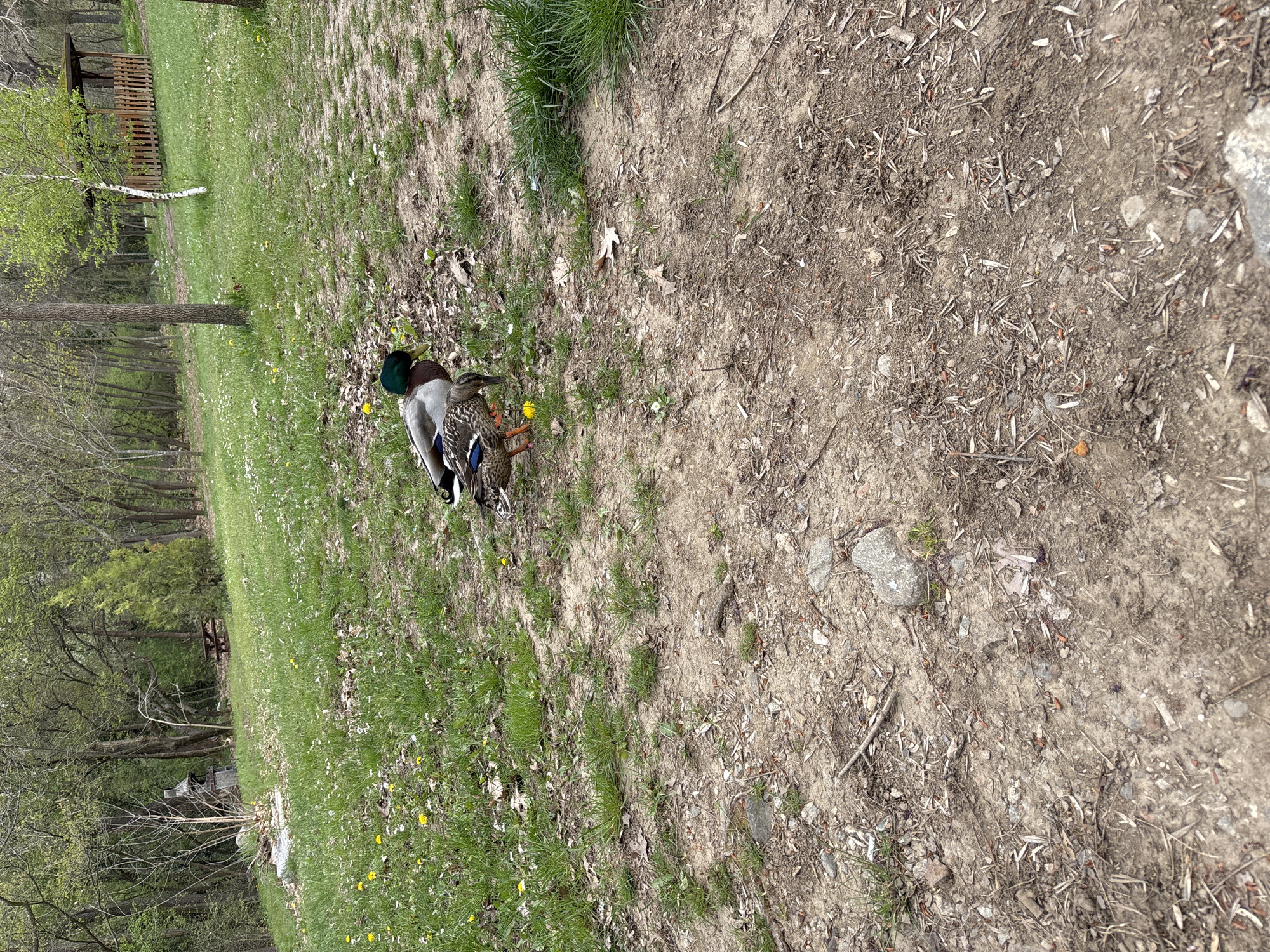 The image captures two ducks in a natural, outdoor setting, likely a park or wooded area in Blagoevgrad, Bulgaria. The primary subjects are a male mallard, distinguished by its iridescent green head, white neck ring, and chestnut breast, and a female mallard with mottled brown and buff plumage. They are standing on the edge of a grassy patch interspersed with small yellow dandelions, next to a dry, earthy path covered with scattered twigs, dried leaves, and small stones.
In the background to the left, a slender tree with light-colored bark and fresh, light green leaves indicates early spring foliage. Further behind, a rustic wooden structure, possibly a small shelter or a decorative fence, is partially visible amidst a density of deciduous trees that are just beginning to leaf out. The ground transitions from patchy green grass to bare soil and dirt, suggesting a well-trodden area. The lighting appears natural and soft, consistent with daytime under an overcast sky, as there are no harsh shadows. The ducks seem calm and undisturbed in their environment. There is no visible text in the image.