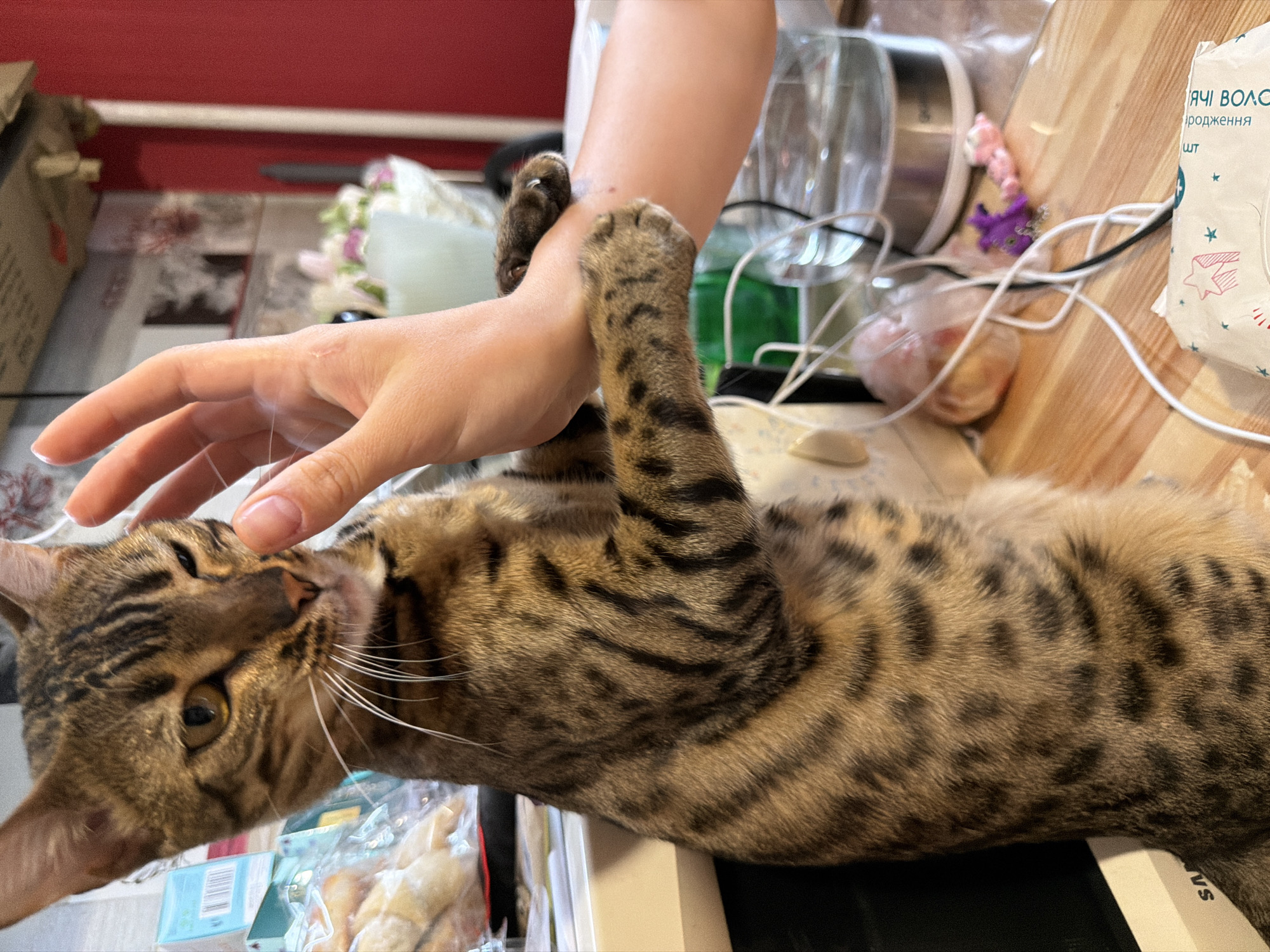 An indoor scene features a Bengal cat standing on its hind legs, reaching up to touch a person's hand with its front paws. The cat has distinctive spotted fur and is looking towards the person. The background shows a kitchen counter with various items, including a clear glass container, electrical cords, a bag of food, and a bouquet of flowers. The overall setting appears to be domestic. The specific location in Dnipro, Ukraine is not discernible from the image.