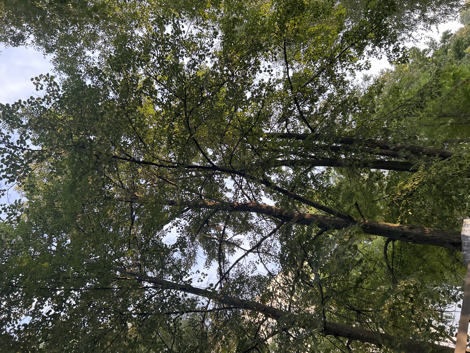 The image shows a low-angle view looking up through the dense canopy of mature deciduous trees in Chaikovsky, Russia. The leaves are a vibrant green, indicating it is likely summertime. Sunlight filters through the foliage, creating dappled lighting and highlighting the textures of the tree bark. The sky is visible in patches through the leaves, appearing light blue with some diffused cloud cover. In the lower portion of the image, a portion of a concrete structure and a dark metal fence can be seen, suggesting the trees are located in a park, residential area, or along a street. No people are visible in the image. The overall scene conveys a natural, tranquil environment within the urban setting of Chaikovsky.