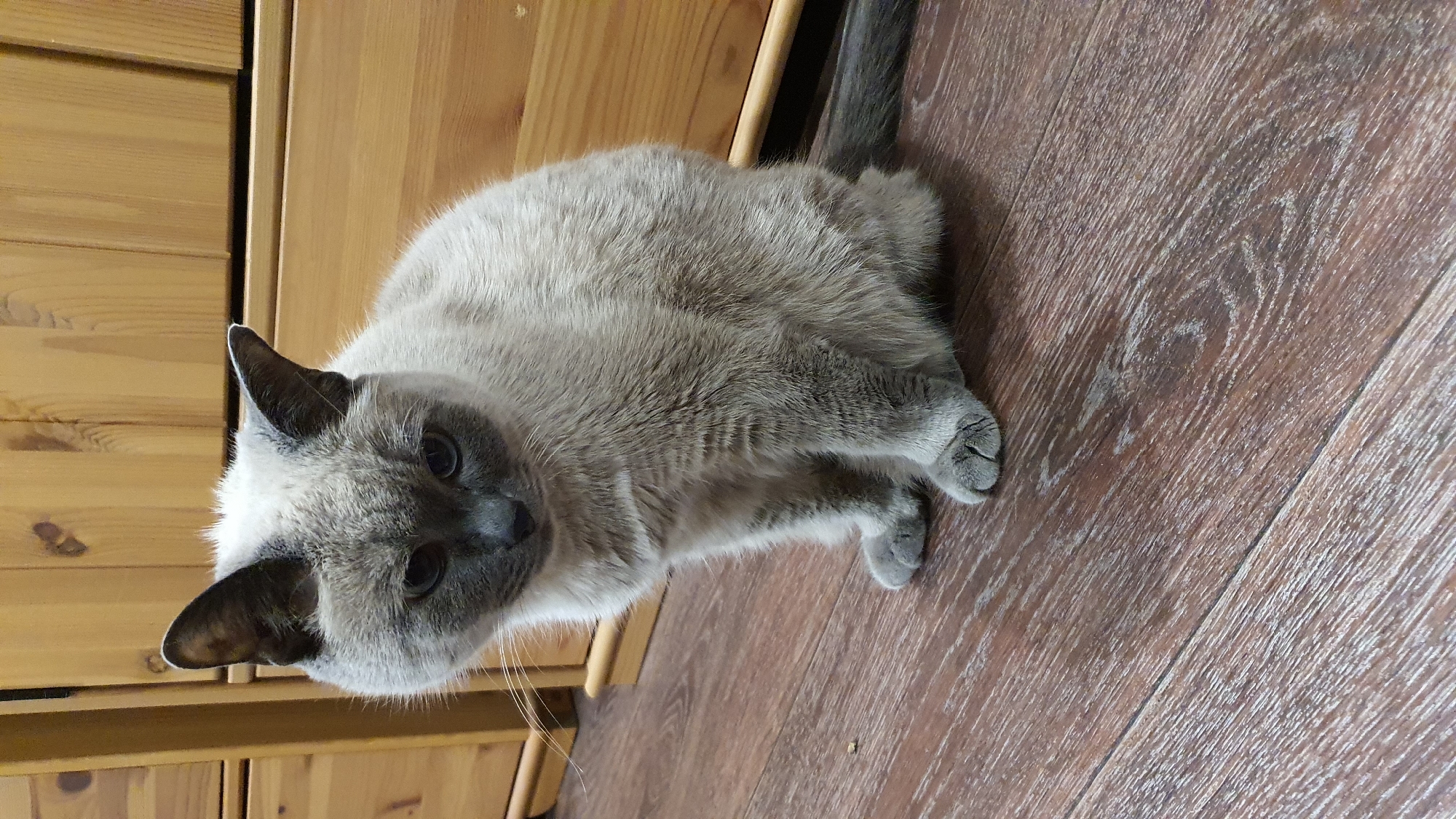 A light gray cat with dark gray points sits on a wooden floor in front of a wooden cabinet. The cat is looking down and to the left. The background is a wooden cabinet with drawers. The floor is made of dark brown planks with lighter grain patterns. The image appears to be taken indoors.
