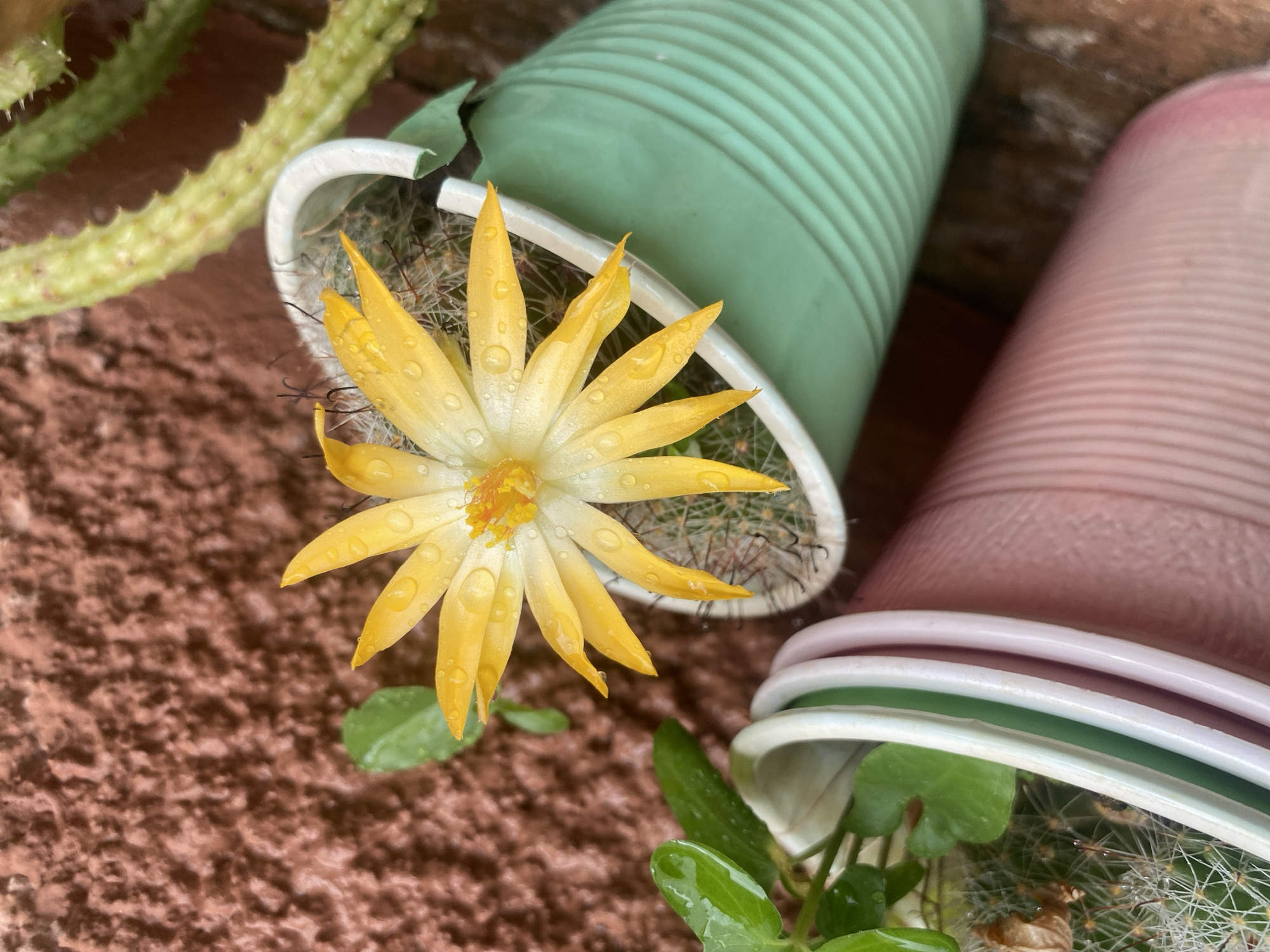 This image depicts a close-up view of a yellow cactus flower in bloom, covered in droplets. The flower is the focal point, centered amidst several overturned plastic cups serving as planters. A green cup and a stack of pink and white cups are visible. The plants, housed within, are cacti with white spines and green leaves. The surface is a textured brown, potentially a patio or similar outdoor surface. The location is Barden Yana, Nigeria, but there is no evidence to confirm the location based only on the provided image. There are no people in the frame. The action is the blooming of the cactus flower.
