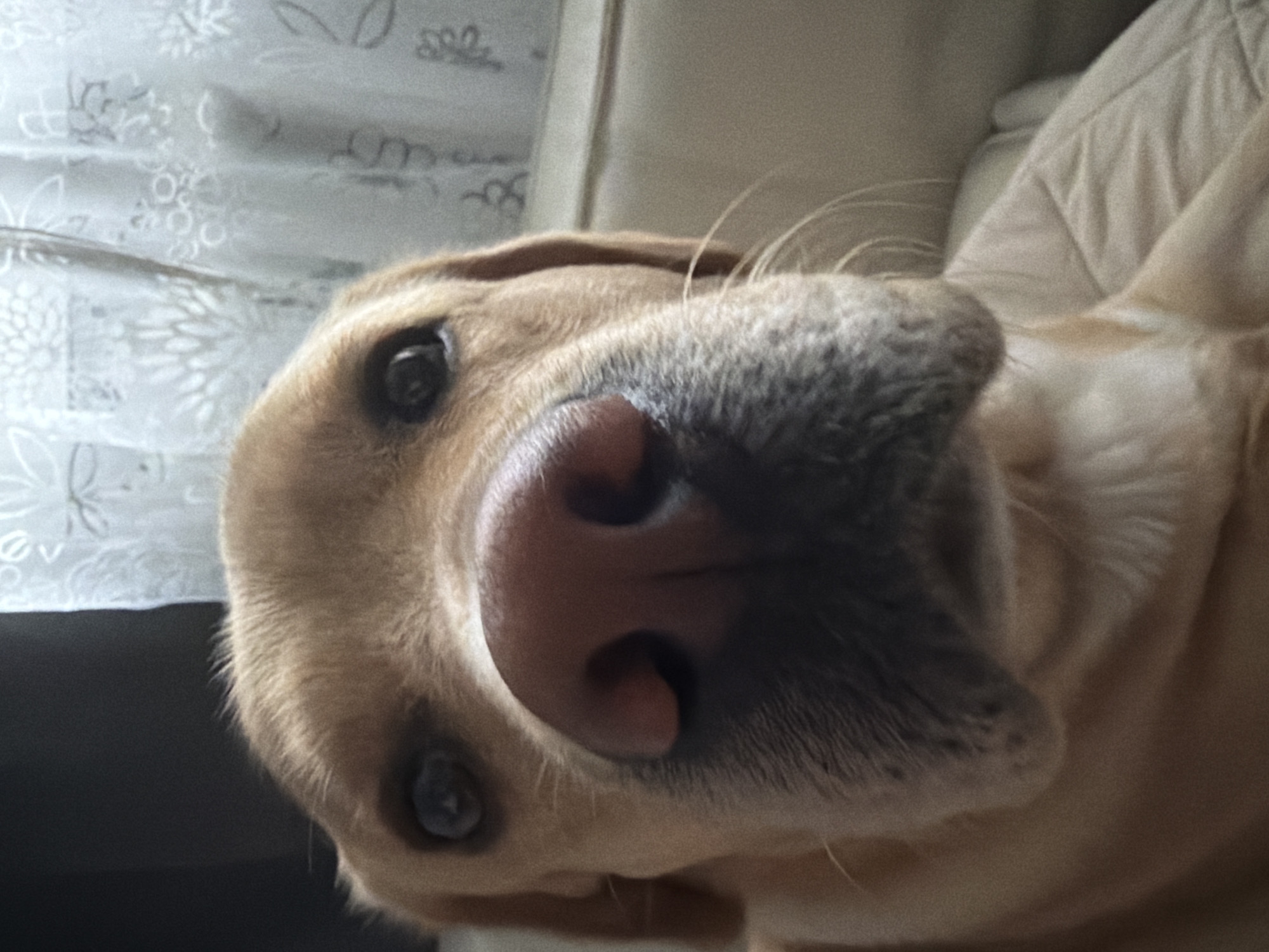 The media file is a close-up, low-angle, portrait-style photograph of a golden retriever dog. The dog's face is the primary subject, filling most of the frame. Its nose, a prominent and wet-looking pink and gray structure, is very close to the camera, giving a slightly distorted perspective. One of the dog's dark eyes is visible on the left side of the image, appearing to look towards the viewer. The dog's fur is a light golden color, and its muzzle is covered in short, coarse gray hairs.
The background is blurred but suggests an indoor setting. To the left, a light-colored patterned curtain or fabric is visible. To the right, a soft, cushioned surface, possibly a sofa or a pillow, can be seen. The lighting appears to be natural and diffused, suggesting it might be daytime. The overall mood of the image is intimate and perhaps playful, due to the dog's close proximity and direct gaze. There is no visible text in the image.