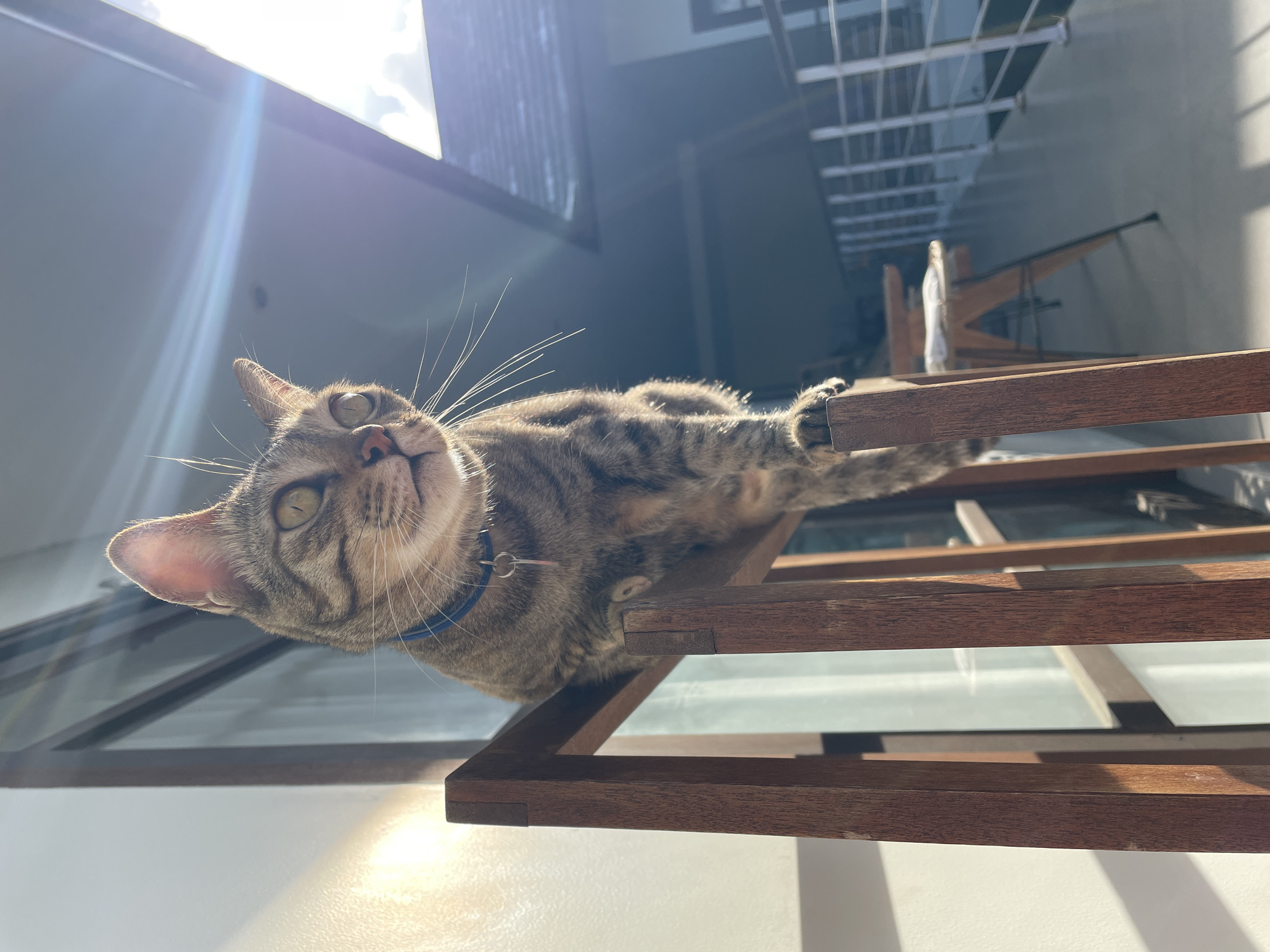 A tabby cat with green eyes, wearing a blue collar with a silver tag, is perched on top of a wooden structure. The cat is looking off to the right of the frame. Sunlight streams in from the right, casting lens flare across the image and illuminating the cat's fur and ears. The background shows an outdoor area with a railing and a stool. The location is a balcony in North Kuta, Indonesia, likely during daylight hours.