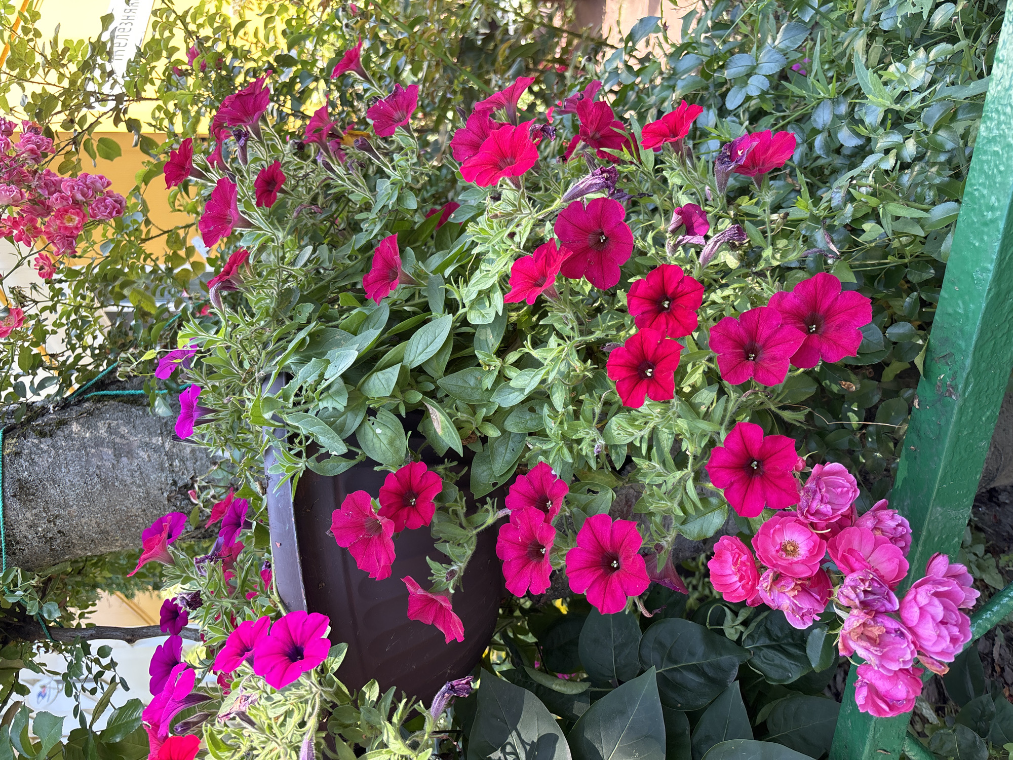 In the city of Dolgoprudny, Russia, a hanging planter overflows with vibrant pink petunias and small pink roses, cascading down beside a textured tree trunk. The plants are lush, with numerous green leaves and a dense floral display. A dark brown planter is visible, partially obscured by the foliage. A bright green metal railing runs along the bottom of the frame, contrasting with the natural colors of the plants. In the background, a yellow building with faint white lettering and some greenery peeks through. The lighting suggests it is daytime, with sunlight illuminating the scene.