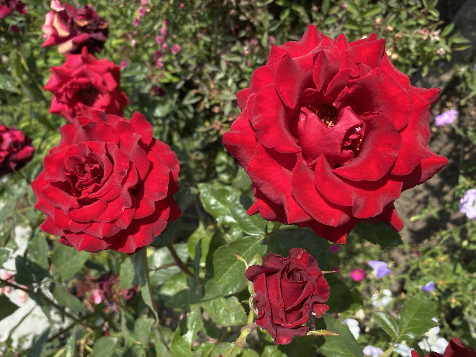 A close-up, eye-level, outdoor shot captures several vibrant red roses in bloom. The focus is on the detailed petals of these roses, with some appearing fully open and others in bud. The foliage is lush and green, suggesting a garden setting. In the background, smaller flowers in shades of pink, purple, and white are visible, along with a hint of a light-colored structure and the earthy ground. The sunlight creates distinct shadows and highlights on the petals, emphasizing their velvety texture. There are no people present in the image. The scene is located in Ventsy, Russia.