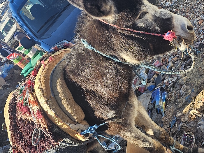 In the city of Azrou, Morocco, a dark brown donkey is depicted at an oblique angle, facing towards the lower right of the frame. The animal features darker fur on its back and lighter fur on its underbelly and muzzle. It is fitted with a multi-layered saddle arrangement, consisting of a padded, light brown, possibly canvas or burlap, base, topped with a woven textile displaying hues of dark red, brown, and multicolored fringes including red and green. Blue ropes form part of its harness, extending across its body and neck. A thinner red rope, adorned with a knotted, multicolored fabric (red and blue) attachment, is positioned around its muzzle. The donkey's eyes appear partially closed or downcast.
The immediate ground beneath the donkey is rough and uneven, consisting of rocky terrain, soil, and discarded debris, including visible plastic bags (one prominent blue bag) and general refuse. In the upper right background, a blue vehicle, resembling a small van or car, is partially visible, with its front windshield and roof showing. Behind this vehicle, several green and red-striped bags are stacked. Further in the background, faint outlines of additional white vehicles and indistinct human figures are discernible, suggesting an active area such as a market or roadside. The scene is illuminated by strong overhead sunlight, creating distinct shadows.