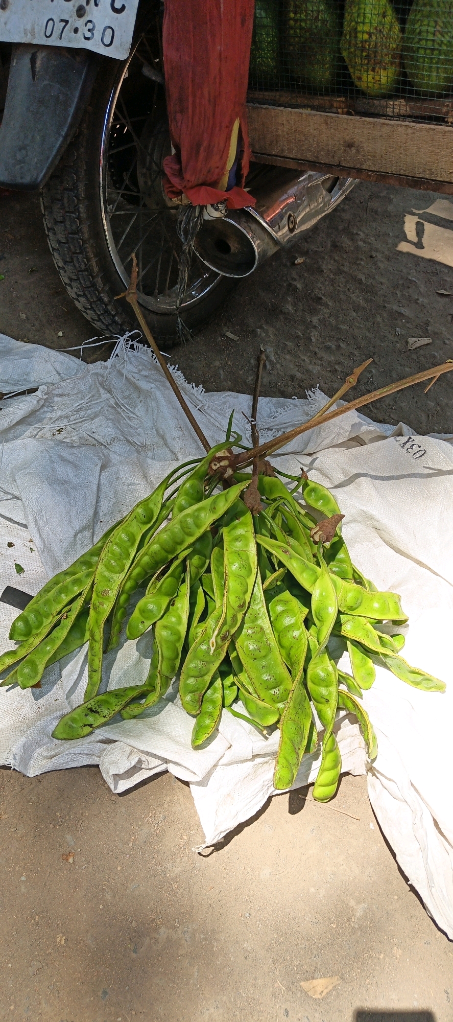 The image depicts a close-up, outdoor scene on a dirt and concrete ground, likely in the city of Jatinom, Indonesia. A bunch of green, elongated vegetables, possibly petai or stink beans, are laid out on a white woven mat. These vegetables are attached to woody stems. In the background, a portion of a motorcycle is visible, including its rear wheel, tire, and a chrome exhaust pipe. A red cloth is draped over a part of the motorcycle. Behind the motorcycle, a wooden structure with a wire mesh is partially visible, containing what appear to be green fruits, possibly avocados, enclosed in netting. The lighting suggests it is daytime, with shadows cast on the ground.