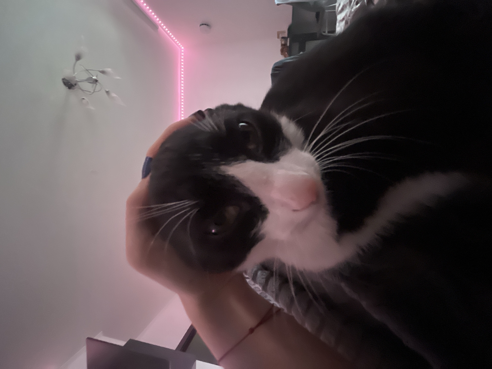 A low-angle shot shows a black and white cat held by a person. The cat is close to the camera, filling much of the frame, with its face and whiskers clearly visible. The person holding the cat is partially visible, with an arm extended towards the camera. The background includes a white wall with a pink LED strip light near the ceiling. A ceiling light fixture is also visible. The location is most likely inside a residence, possibly in the city of Saint Petersburg, Russia.