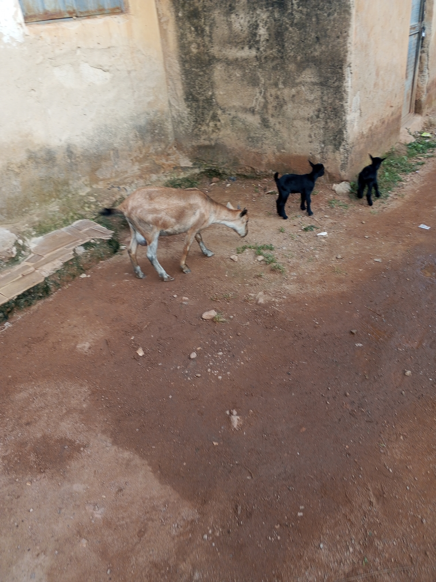In Abuja, Nigeria, three goats are visible in the foreground, with a weathered building occupying the background. The largest goat, light brown with white legs, is positioned centrally, facing right. To its right, two smaller black goats stand side-by-side, facing left. The ground beneath them is a reddish-brown dirt path with scattered small stones and patches of green grass. The building behind them is constructed of concrete and appears aged, with a dark, textured section on the left and lighter, smoother sections on the right, suggesting a wall. A metal window frame is visible on the upper left of the building. The overall scene depicts a simple, rural or semi-urban environment.