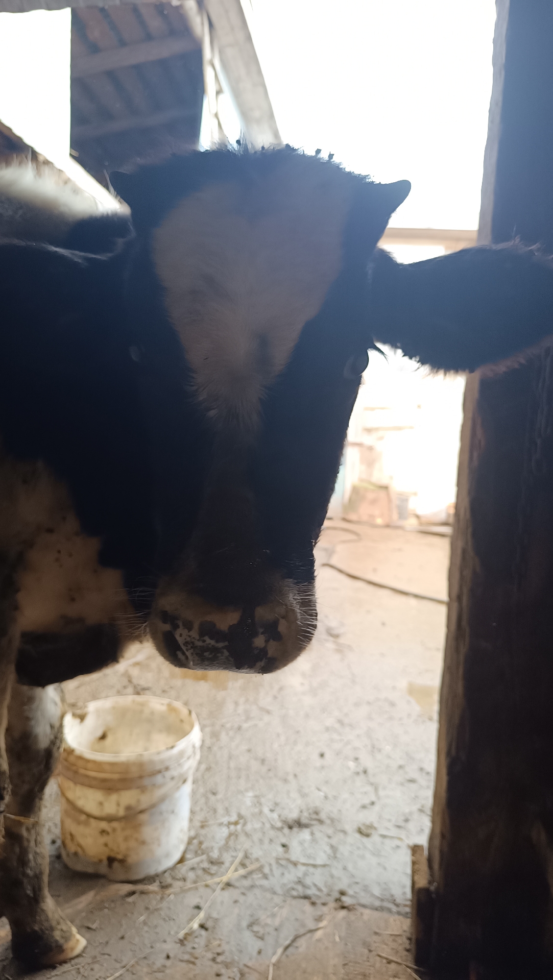 A black and white cow stands indoors in a dimly lit barn. The cow's head is angled slightly downwards, and its face is mostly visible, with dark fur and a white blaze on its forehead. Its nose is wet and appears dirty, with some light-colored hairs around it. To the left of the cow, a dirty white bucket sits on the ground. The floor of the barn is made of dirt or concrete and appears to be uneven and possibly wet in places, with some straw scattered around. The background is blurred and shows a doorway leading to an outdoor area with bright light. There are no people or any other animals visible in the image. The overall scene suggests a rural or agricultural setting. The provided context about the location in the city of Karsha, Russia, cannot be visually confirmed from the image itself, as there are no identifying landmarks or text present.