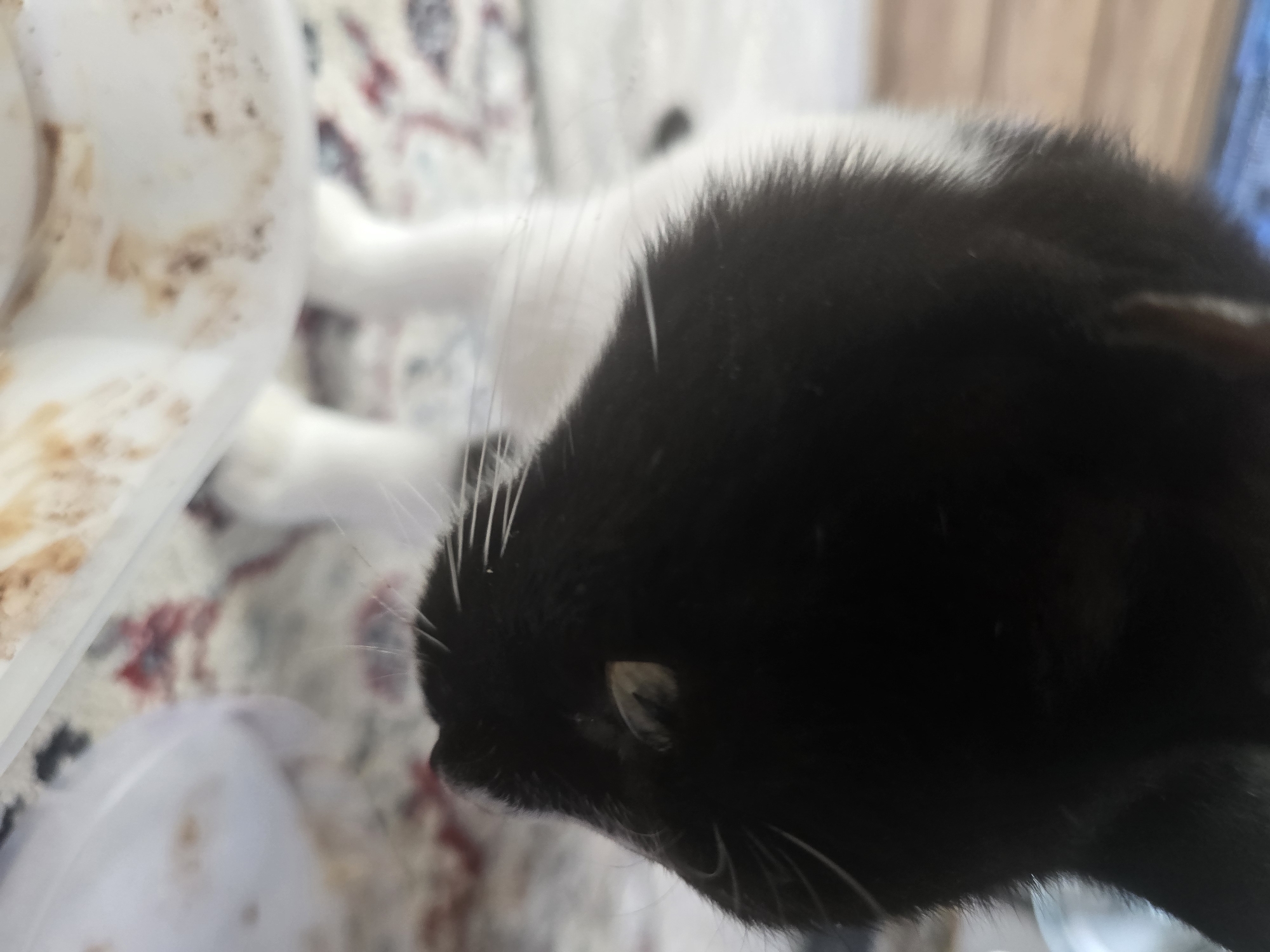 A black and white cat is captured in a close-up shot, its head tilted downwards towards a white bowl. The cat's fur is predominantly black, with a white chest and paws. Its whiskers are prominent, fanned out against the dark fur. The cat's eye, visible in the right side of the frame, appears light-colored with a hint of yellow. The bowl in the foreground is partially visible and contains remnants of food, with brown and reddish stains on its interior. The background is blurred, showing what appears to be a patterned rug on the floor and hints of furniture or walls, suggesting an indoor setting. The overall lighting suggests it is daytime. The image does not provide any information about the location in Podgorica, Montenegro.