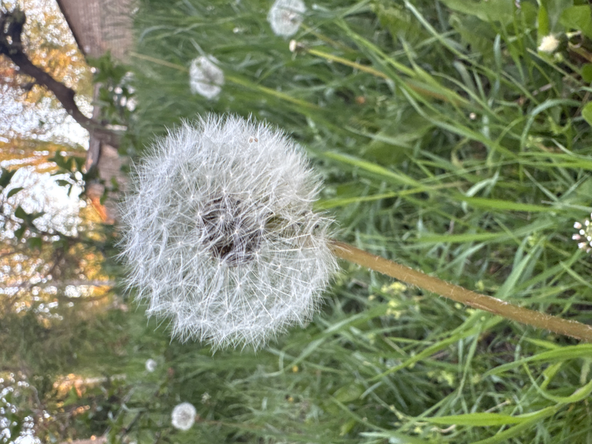 The image features a close-up of a mature dandelion seed head in a grassy area. The seed head is spherical and composed of numerous delicate, white, feathery seeds. A long, slender, light brown stem supports the seed head. The background consists of green grass and other dandelions. There is also some bokeh in the background, and hints of trees. Based on the presence of dandelions, the scene appears to be outdoors in a natural or minimally maintained area, such as a field, lawn, or roadside. The location in the city of Kryvyi Rih, Ukraine, is not identifiable based on the visual information provided in the image.