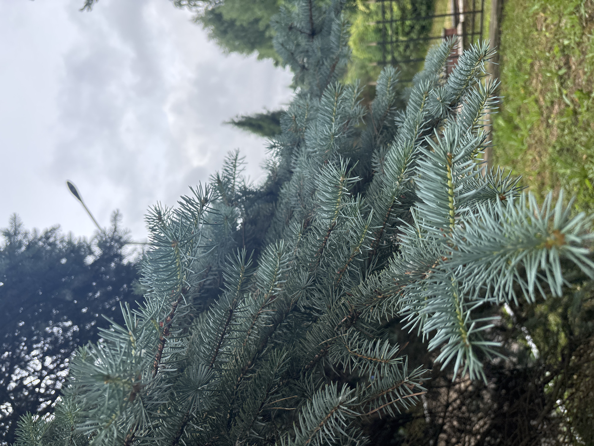 The image shows a close-up of blue spruce branches in the foreground, with their needles sharply defined. Behind the branches, a blurred background reveals a cloudy sky, a street lamp, and hints of greenery including trees and a fence. The scene appears to be an outdoor environment, possibly a park or garden. While the exact location in Chaikovsky, Russia cannot be determined from the image alone, the elements suggest a temperate climate. There are no people or animals visible in the image, and no specific actions or interactions are depicted. The overall impression is one of natural scenery with man-made elements present in the background.