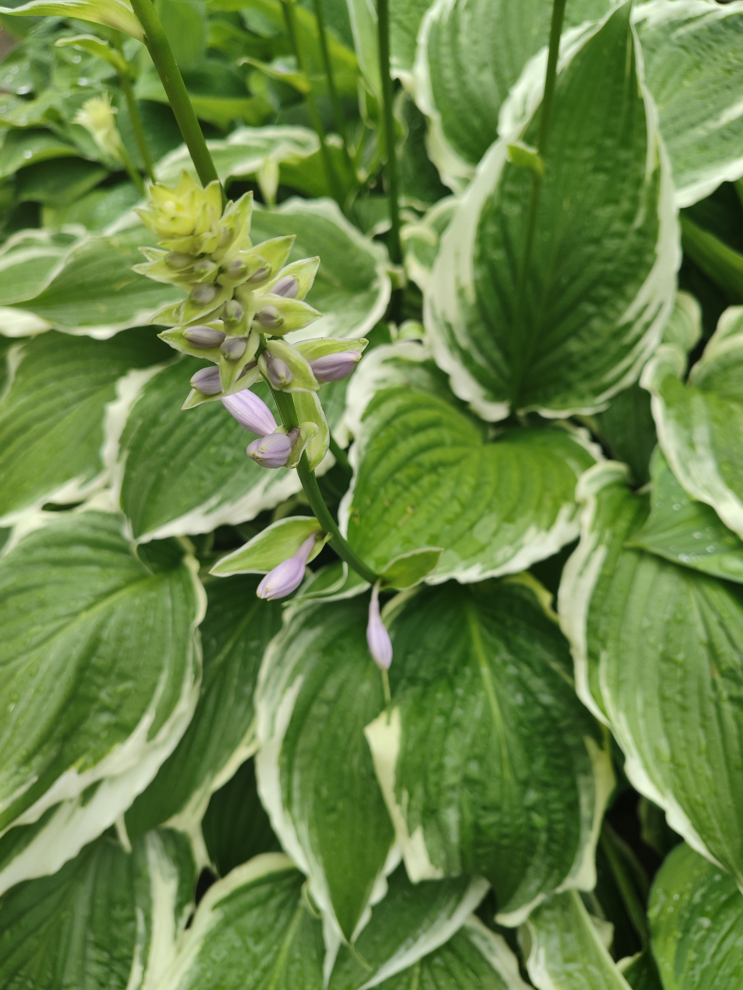 This is a close-up, vertical shot of a hosta plant in a garden. The plant has large, variegated green and white leaves. A stalk of light green hosta flowers with small, unopened buds in shades of purple and pale pink is visible in the upper left quadrant of the image. The leaves are wet, suggesting recent rain or watering. The background is a blur of more hosta leaves. The location is unknown, but the presence of a cultivated plant indicates an outdoor, possibly residential or park setting. There are no people or animals in the image.