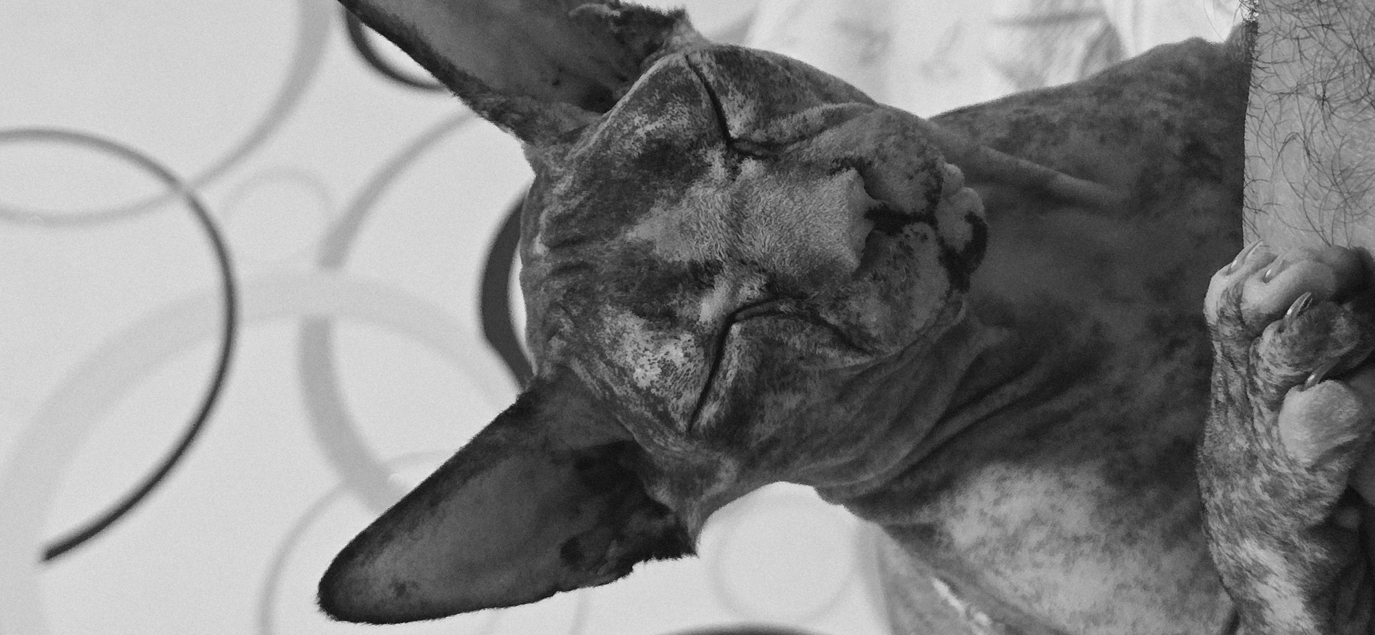 A close-up, black and white, low-angle shot features a Sphynx cat with its eyes closed. The cat's skin has a mottled pattern of dark and light fur. The background is out of focus, showing a light-colored surface with circular patterns. The cat's paws are visible in the foreground, resting on a textured surface that appears to be a person's arm or leg. The image appears to be taken indoors, with no specific landmarks indicating a location in Baku, Azerbaijan.