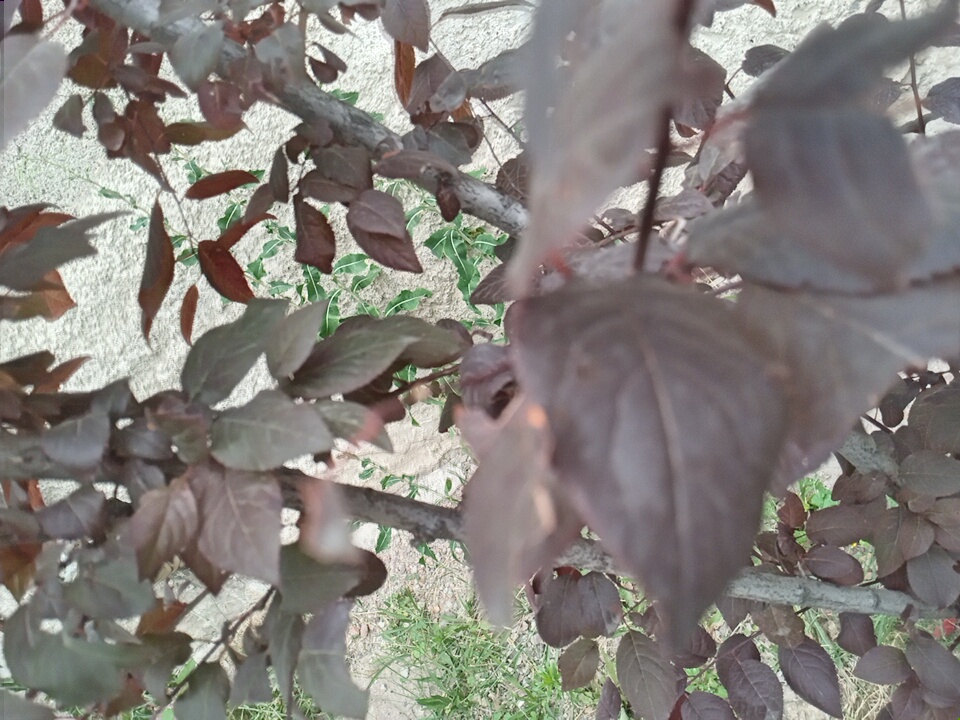 The image shows a close-up, slightly out-of-focus view of dark red and green leaves on a tree. The background consists of a textured, light-colored surface, likely a wall, with some dry ground and green vegetation visible at the bottom left. The image appears to have been taken outdoors in a natural setting. Without specific landmarks or distinguishing features, it is impossible to determine the exact location within Angren, Uzbekistan.