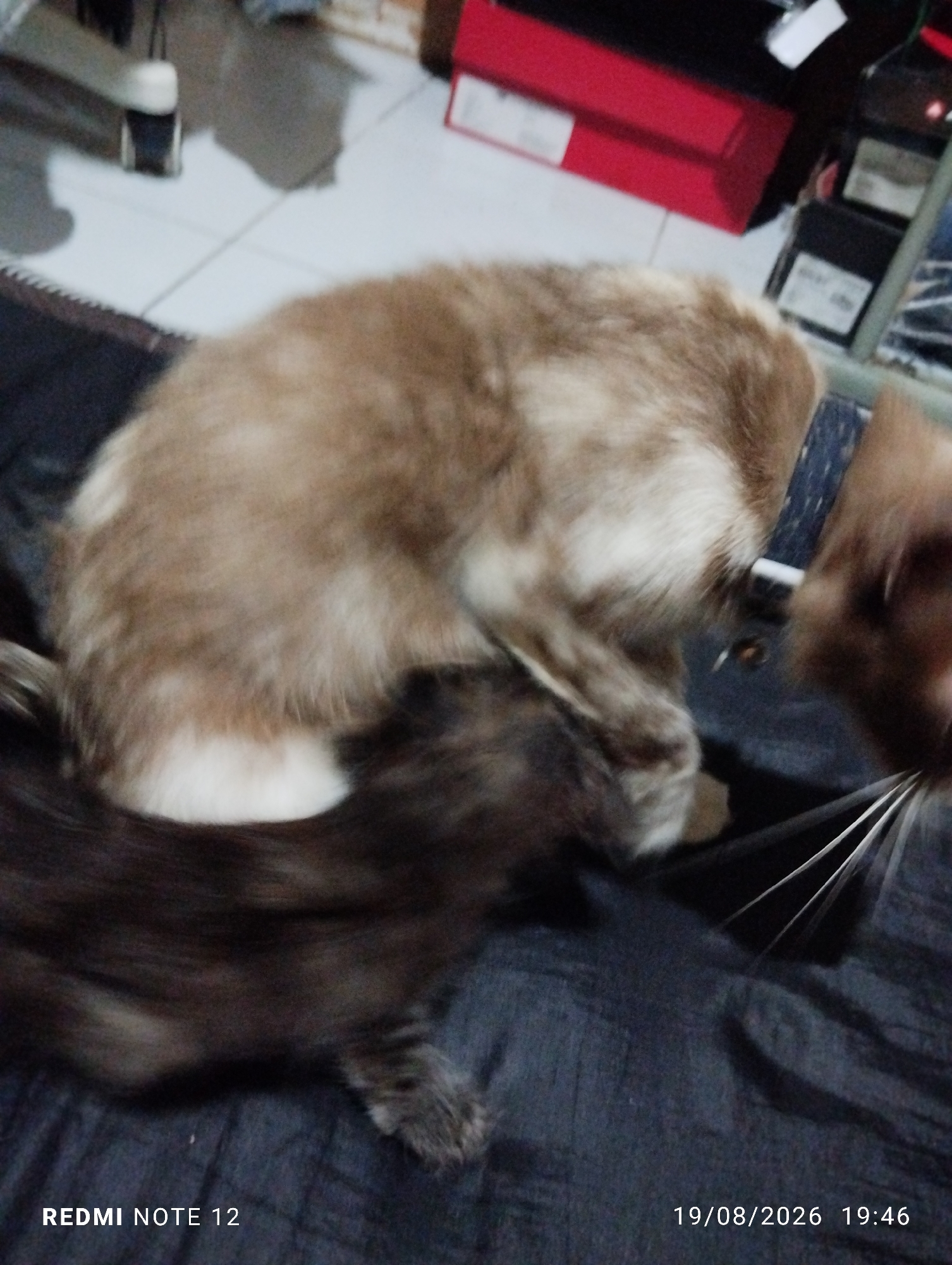 The image depicts two cats, one predominantly ginger with white markings and another dark brown or black, intertwined on a dark surface. The ginger cat is lying on its side, with its head turned away from the camera, and is wearing a patterned collar. The darker cat appears to be partially beneath the ginger cat, with its head and paws visible. The background is blurred but suggests an indoor environment with tiled flooring and some furniture, including a red box. The timestamp "19/08/2026 19:46" and the text "REDMI NOTE 12" are present in the lower portion of the image. This scene is observed within a residential setting in Bekasi, Indonesia.