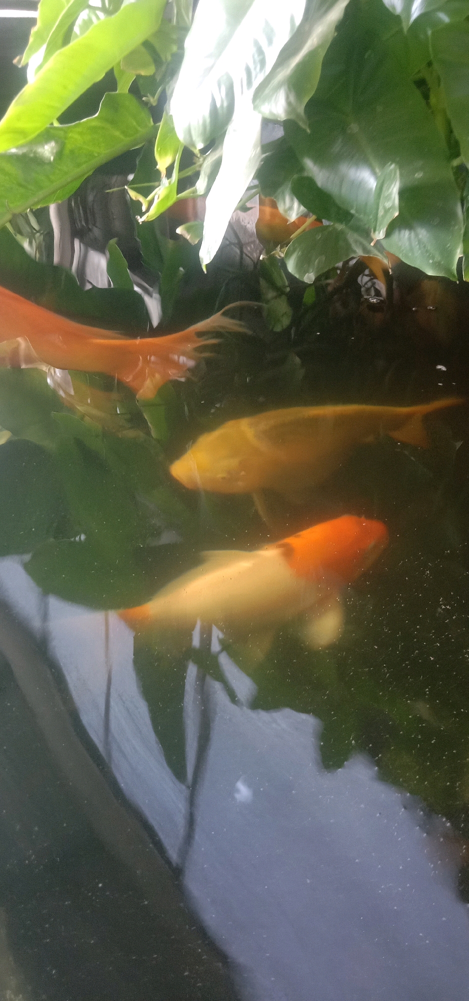 In an outdoor pond or water feature, several koi fish are visible swimming amongst lush green aquatic plants. The water is dark, with reflections of the plants and sky on its surface. One koi is predominantly orange, another is a golden yellow, and a third is a mix of orange and white. The overall impression is one of natural tranquility. This image is not specific to Cangkring Rembang, Indonesia, or any other city.
