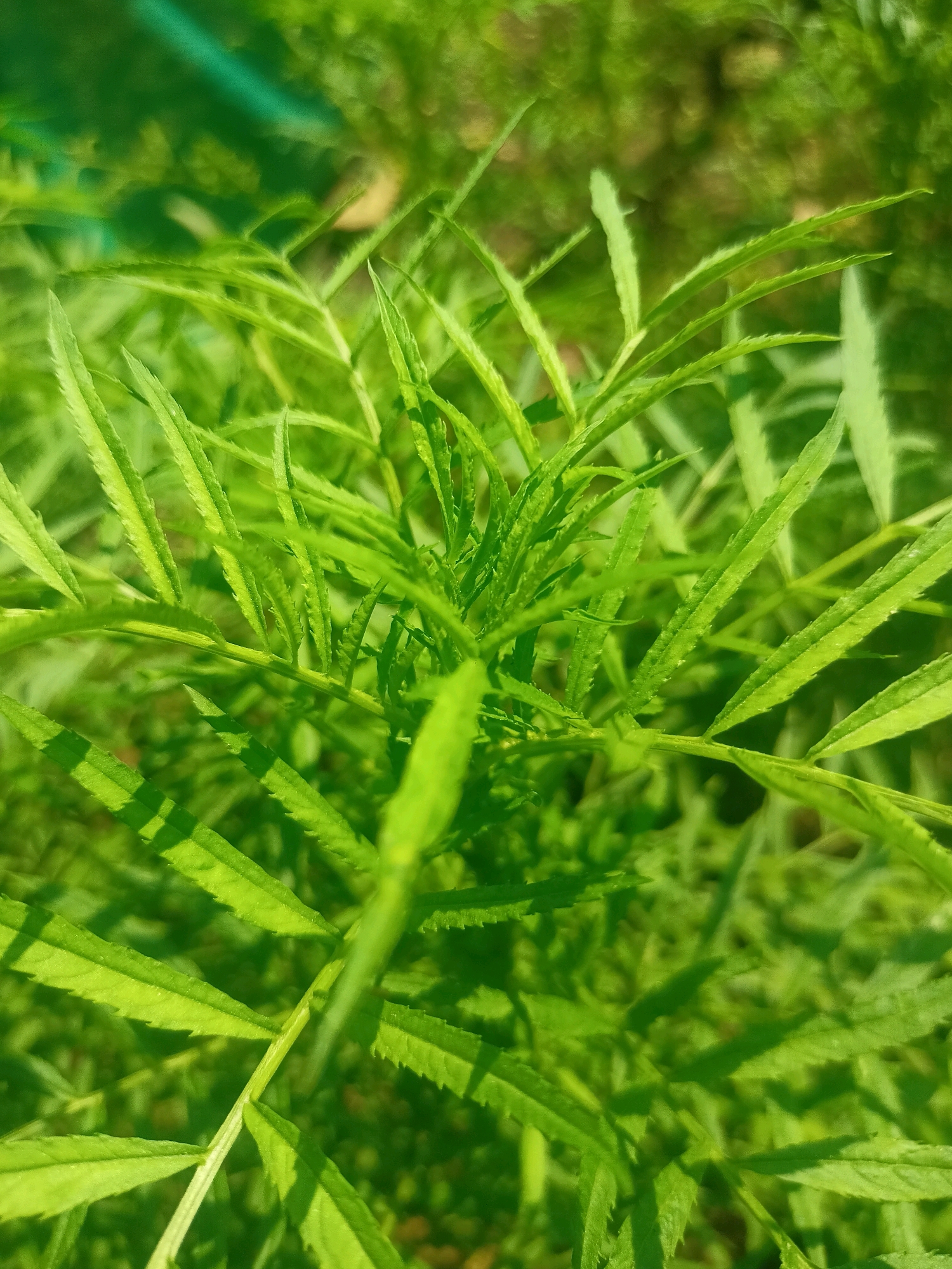 The image is a close-up, top-down view of vibrant green foliage. The leaves are long and slender with serrated edges, and they are arranged densely on thin stems. Sunlight filters through the leaves, creating areas of light and shadow. The background is blurred, suggesting a natural outdoor setting, possibly a garden or park in Kendujhargarh, India. No people or animals are visible in the image. The overall impression is one of lush, verdant plant life.