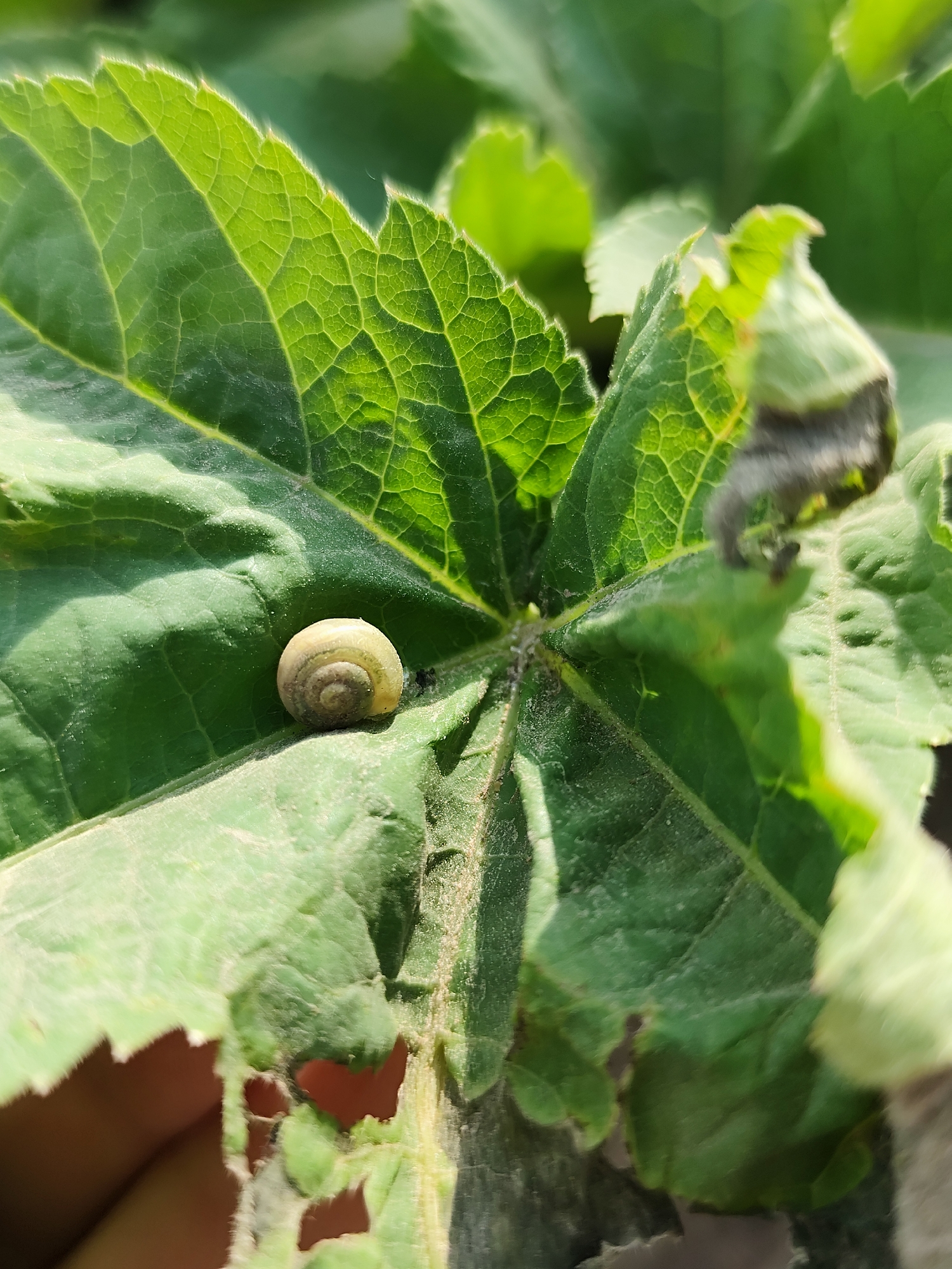A snail with a yellowish-tan coiled shell rests on a large green leaf. The leaf has a textured surface with visible veins and edges that appear somewhat ragged or eaten away. Other leaves surround it, creating a lush, natural setting. The overall scene is shot in bright sunlight. There is no information available about the location being in the city of Фоки, Russia.
