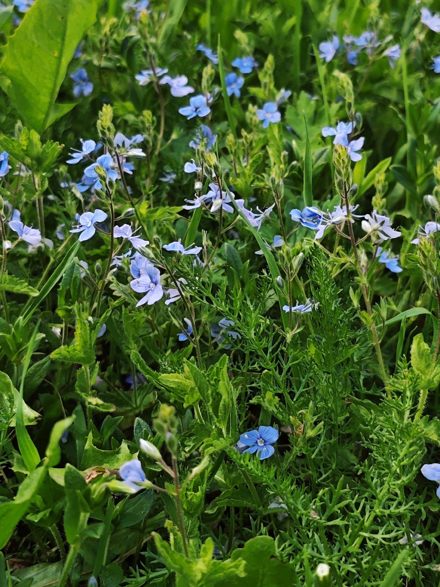 The image shows a field of small, blue flowers intermixed with various green plants and grasses. The location is Боровково, Russia. There are no people visible in the image. The primary subjects are the flowers and greenery. The main objects include the plants, flowers, and the soil. The action is the natural growth and flourishing of the plants and flowers. No interactions are taking place other than the natural processes within the environment. The environment is a lush, green field with a dense collection of plants and flowers.