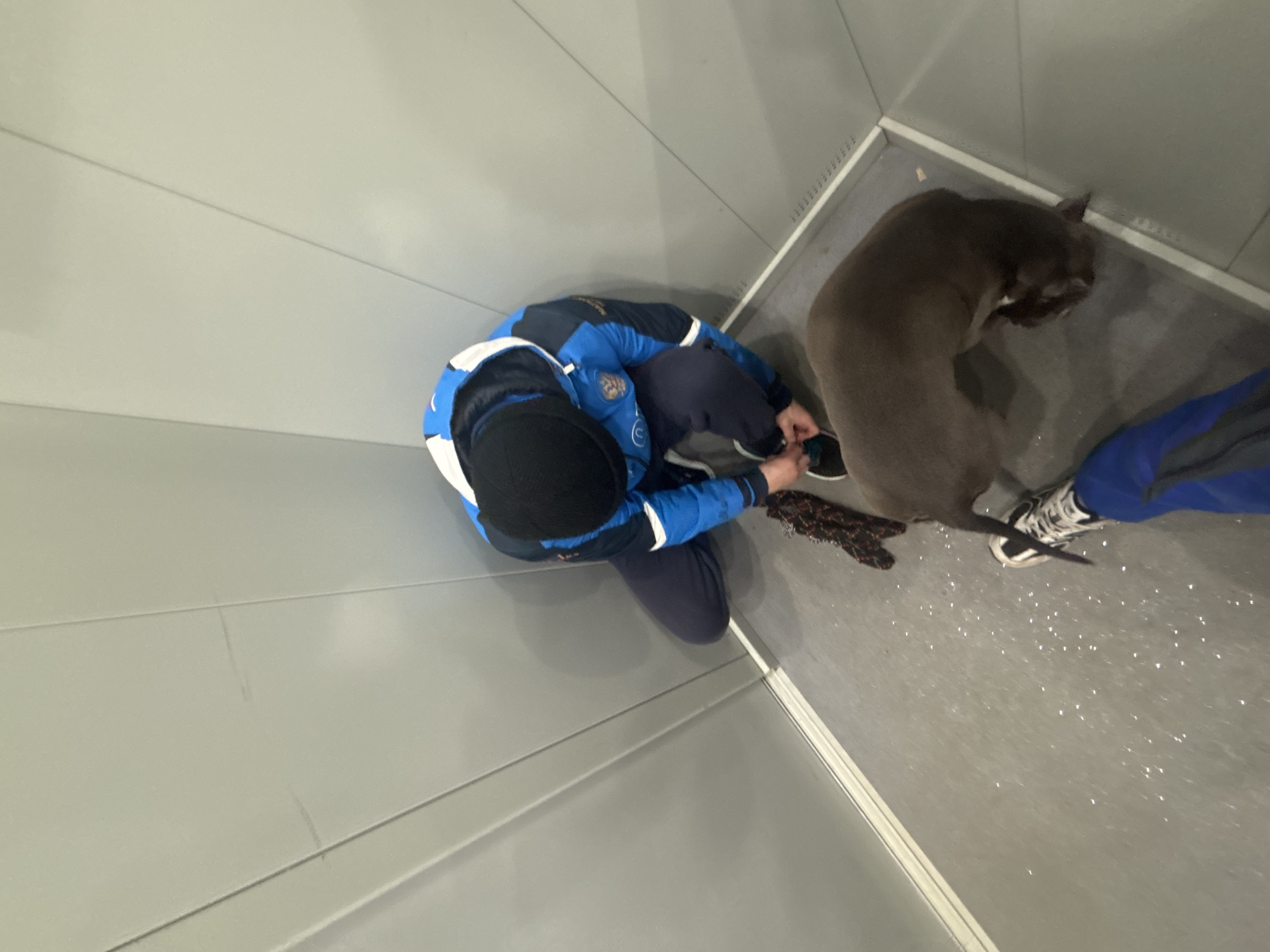 An elevated shot captures a person kneeling next to a gray dog inside what appears to be an elevator. The person is wearing a blue and white tracksuit, a dark cap, and tying a black shoe. The gray-colored dog is standing near the corner of the elevator. Another person's leg, wearing blue pants and a white and black sneaker, can be seen partially in the frame. The elevator's interior is lined with light gray panels. There is an item on the floor that appears to be a black scarf. The location in Perm, Russia, cannot be determined from the visual information provided.