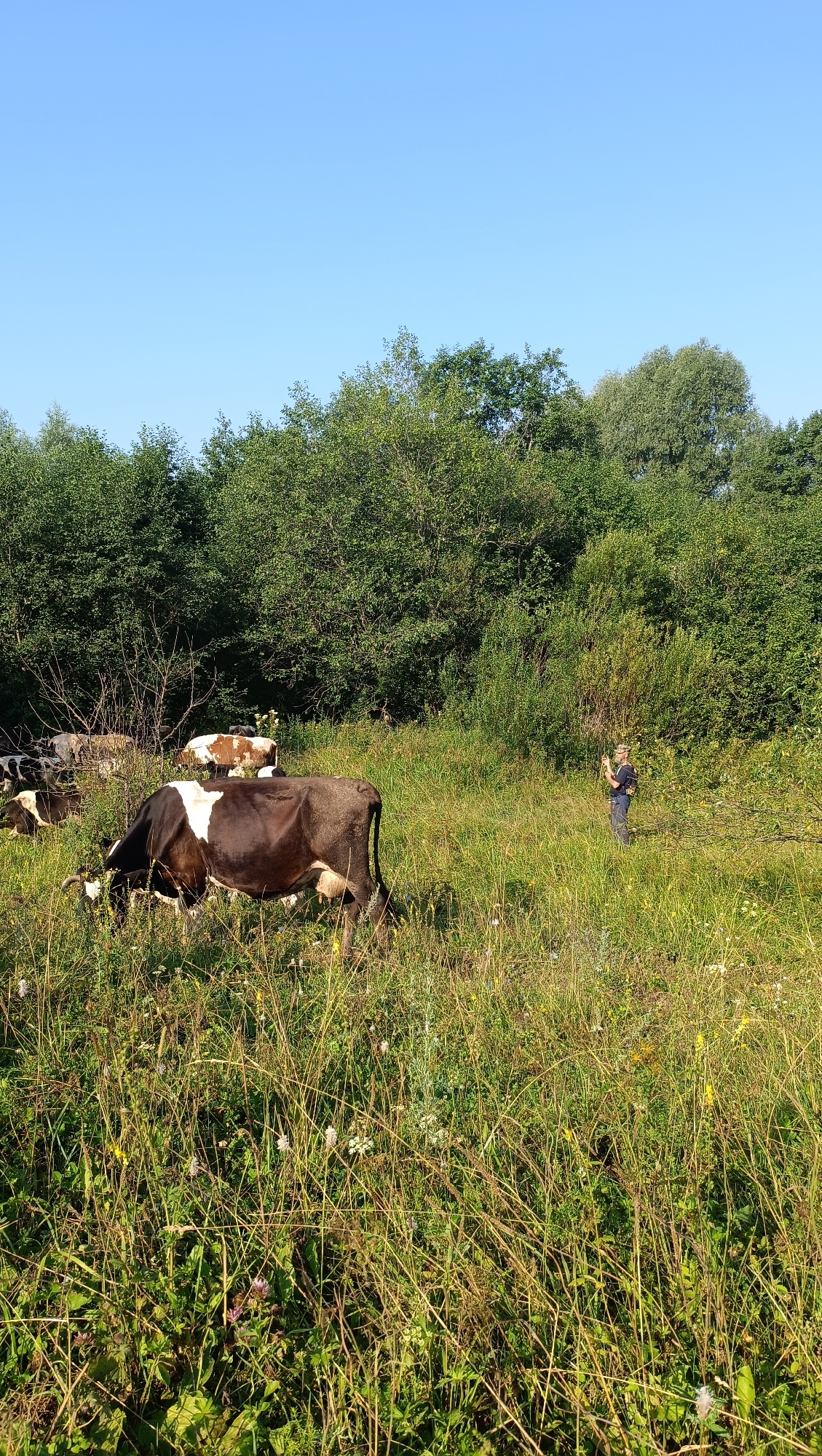A group of cows are grazing in a grassy field with trees in the background. A person is standing in the field, looking at their phone. The sky is clear and blue. The image appears to be taken in Karsha, Russia, given the presence of a natural, rural landscape with livestock.