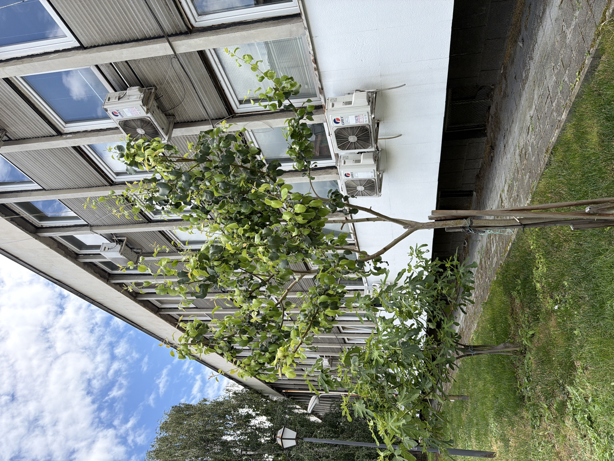 The image depicts a building facade with several air conditioning units mounted on the exterior wall. In the foreground, two young trees with green leaves are growing on a grassy lawn. A lamppost is visible on the left side of the frame. The building appears to be modern with large windows. The scene is set outdoors under a cloudy blue sky. The location is identified as the building of the Regional Inspectorate of Environment and Water in Pazardzhik, Bulgaria.