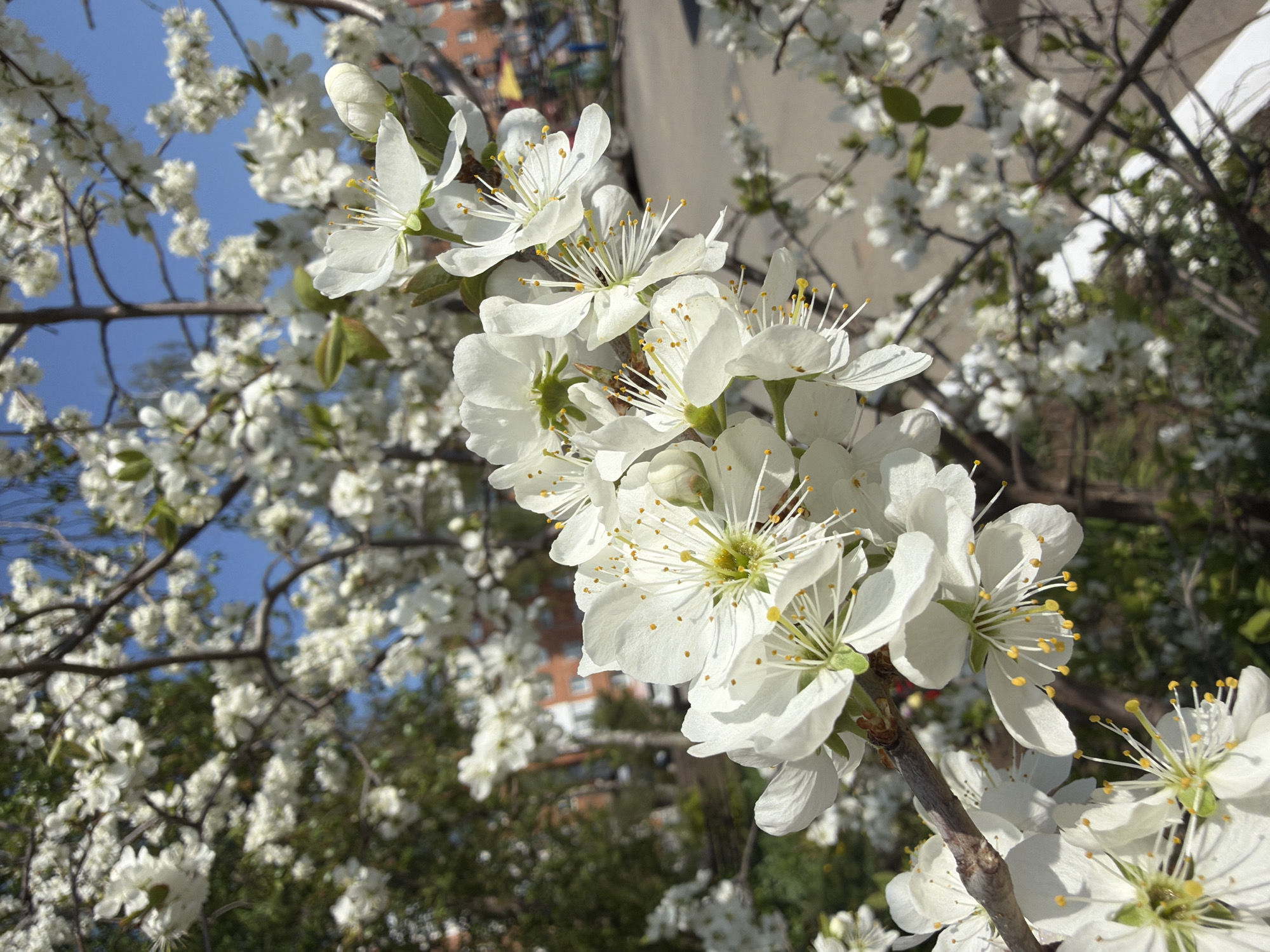 A close-up captures a branch laden with white flowers against a background of more blossoms, branches, trees, and a glimpse of blue sky. The flowers have prominent stamens with yellow tips. The background also reveals a building with a red brick facade. While the prompt requests the city of Votkinsk, Russia, there's nothing visibly identifiable in the image to confirm this location. The scene is a natural setting likely within an urban area, showcasing flowering trees during springtime.