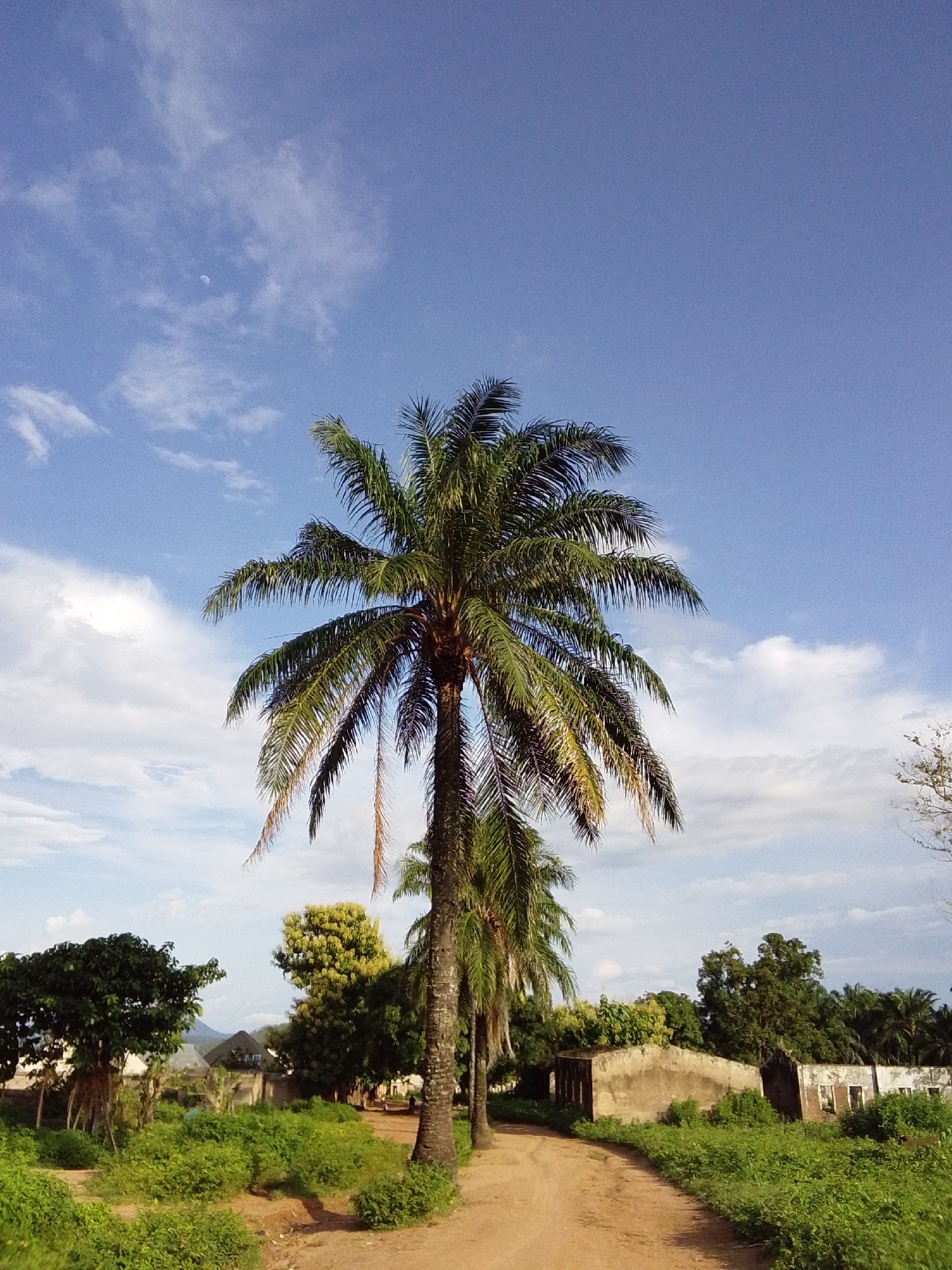 A dirt road curves through lush green vegetation towards a small village. On the left of the road, a large palm tree stands tall, its fronds casting shadows. In the distance, several houses with concrete walls and corrugated iron roofs are visible, some in varying states of disrepair. The sky above is a brilliant blue, dotted with fluffy white clouds. The overall scene suggests a rural setting in Serti, Nigeria, bathed in the warm light of the afternoon sun.