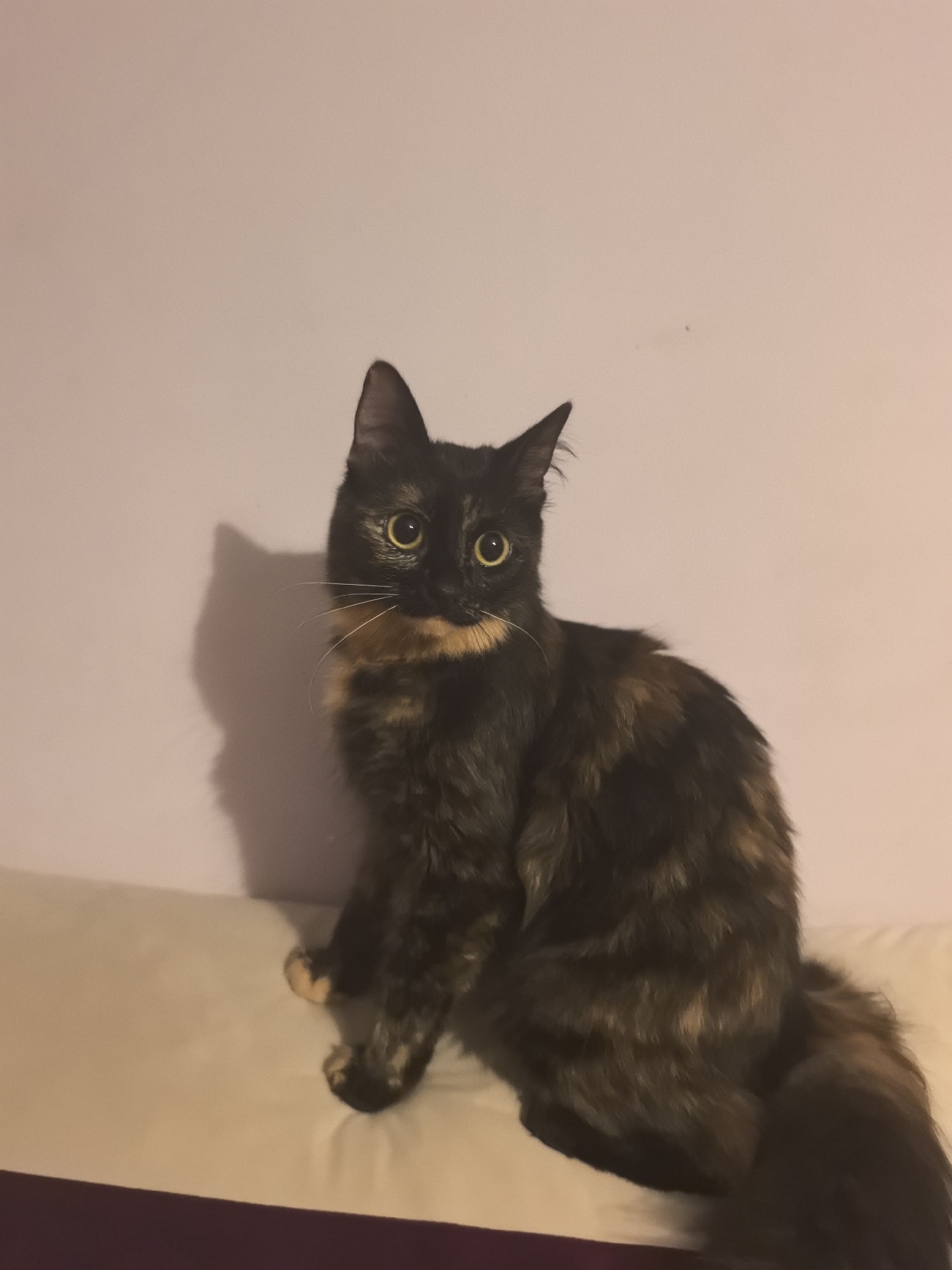 A medium shot captures a tortoiseshell cat, with black and brown fur, perched atop a white cushion against a plain, light purple wall. The cat's yellow eyes are wide and alert, its ears perked up. A shadow of the cat is cast on the wall behind it.