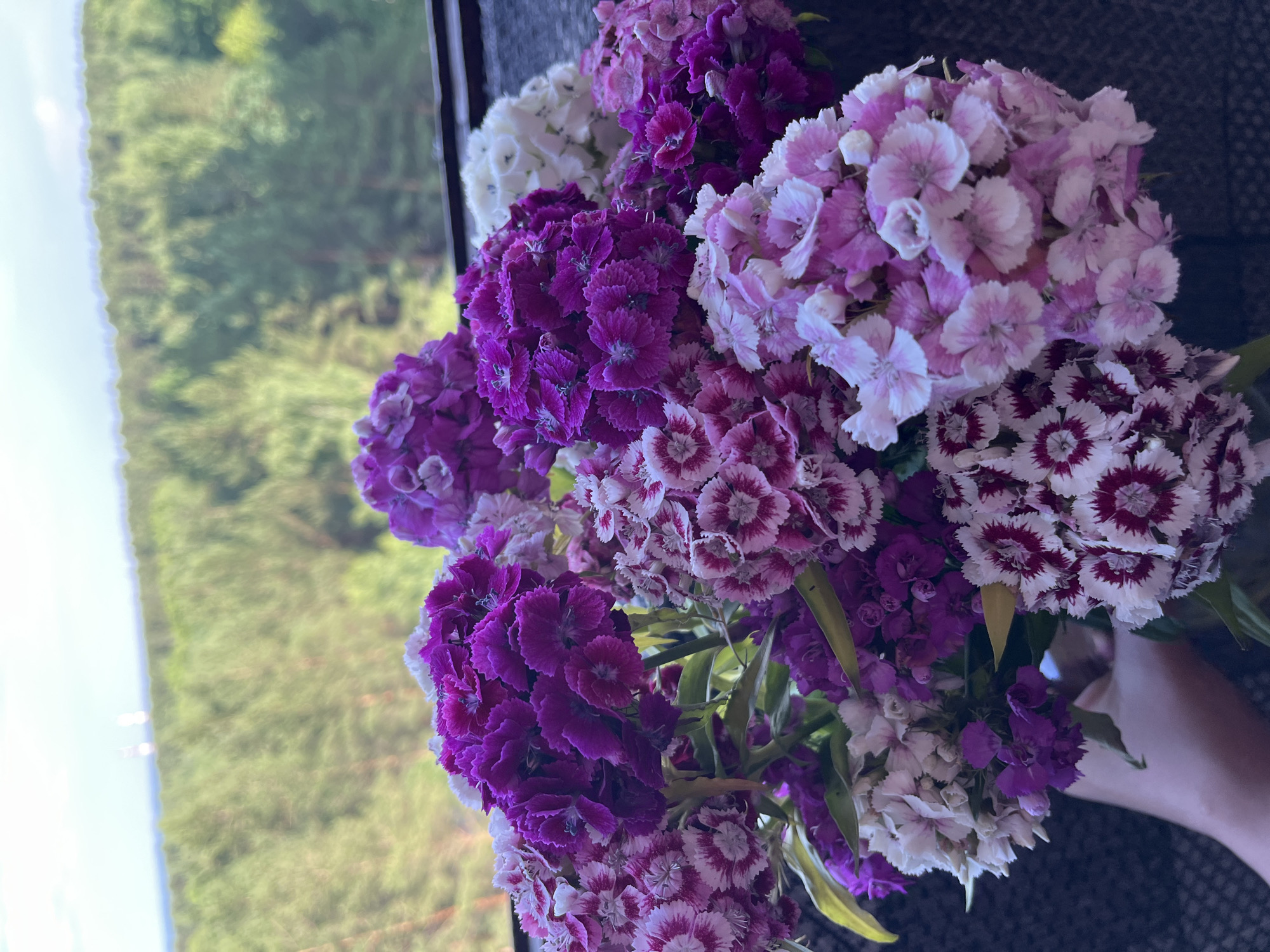 A bouquet of carnations in various shades of purple and pink is held by a person's hand, obscuring the lower portion of the image. The flowers are tightly clustered, with some featuring a white edge and a deep pink center. In the background, out of focus, is a dense forest of evergreen trees, indicating a location likely outside of a densely populated urban area. The sky above is a pale blue with some light clouds. The scene appears to be outdoors, possibly on a balcony or patio overlooking a natural landscape.