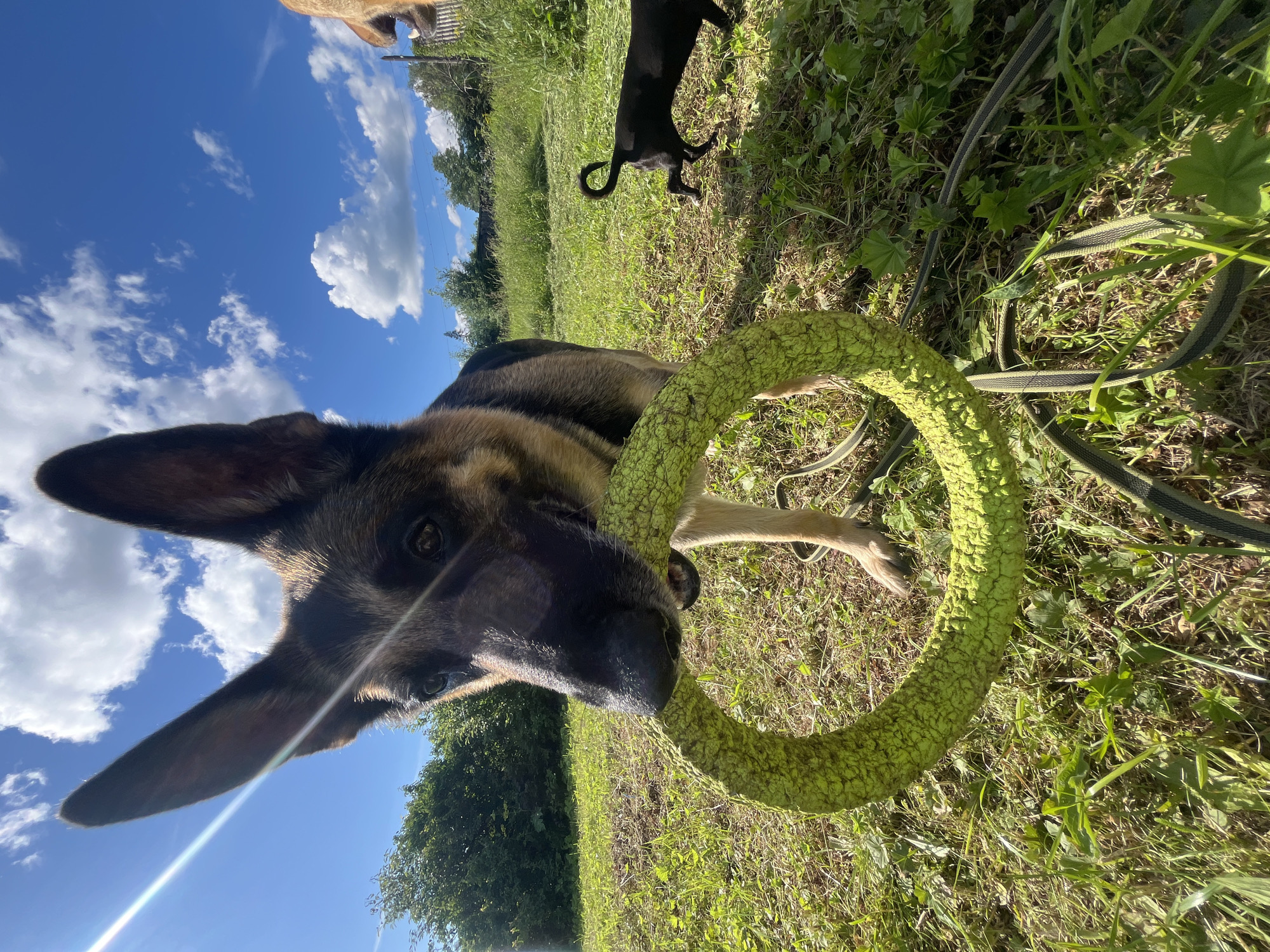 A German Shepherd dog is holding a textured green toy in its mouth. The dog is lying down on grass with its head tilted upwards and towards the camera. The background shows a field of grass, trees, and a bright blue sky with scattered white clouds. Sunlight creates a lens flare effect across the image. In the background, a small black dog can be seen standing. The scene appears to be outdoors during the daytime, with good weather. The location is identified as Nizhny Tagil, Russia.