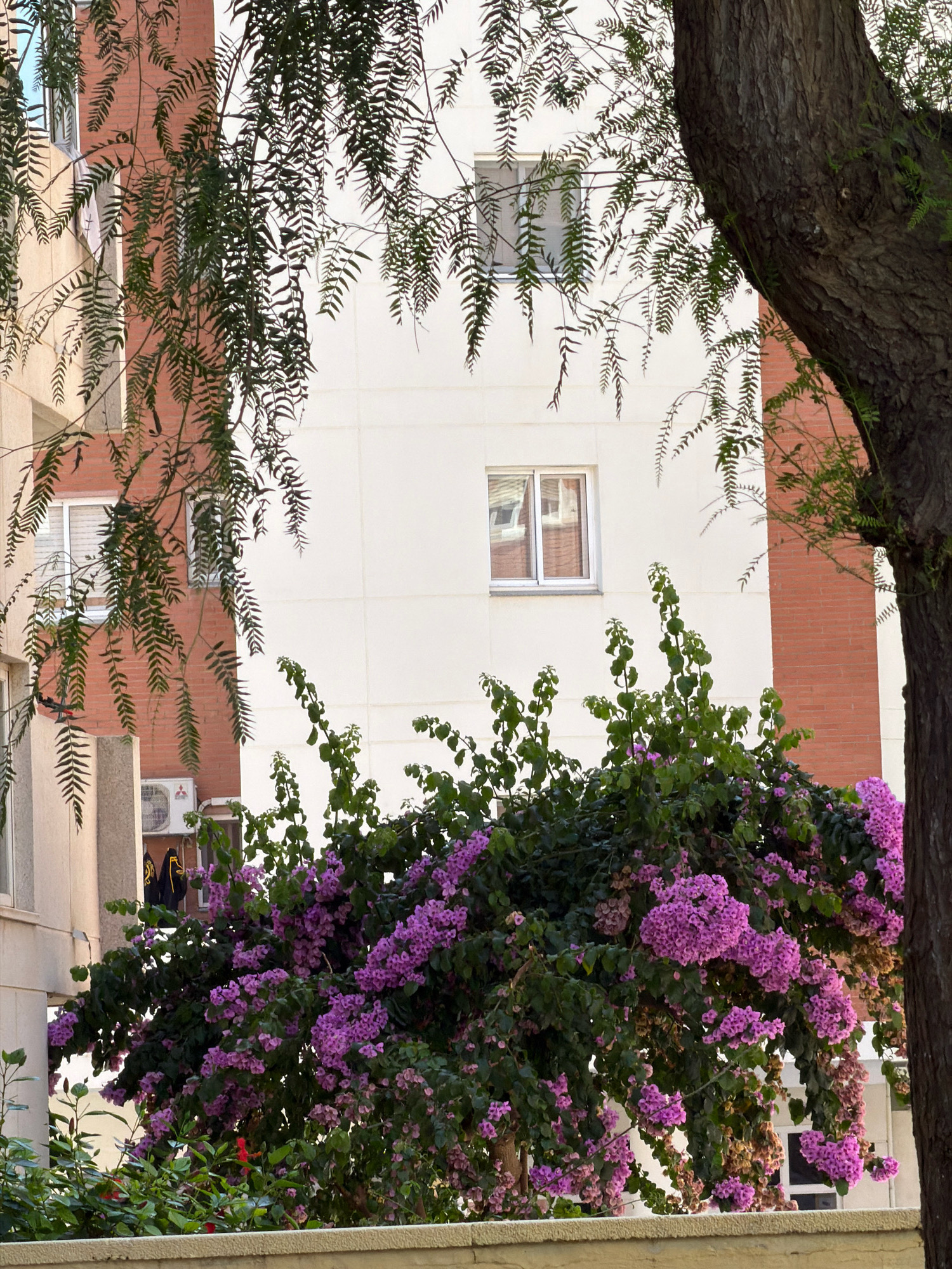 This image depicts a street view in Salou, Spain, focusing on a building facade with surrounding greenery. The building features sections of white and terracotta-colored brick. Several windows are visible, some with white frames. An outdoor air conditioning unit is mounted on the wall. In the foreground, a lush tree with dark bark and green foliage dominates the right side of the frame. Cascading branches with delicate, fern-like leaves hang from above, partially obscuring the building. A vibrant bougainvillea bush with clusters of bright purple flowers and green leaves occupies the lower portion of the image. A low, light-colored wall runs horizontally across the bottom, serving as a divider between the street and the flora. The scene is captured in daylight, with soft, diffused lighting.