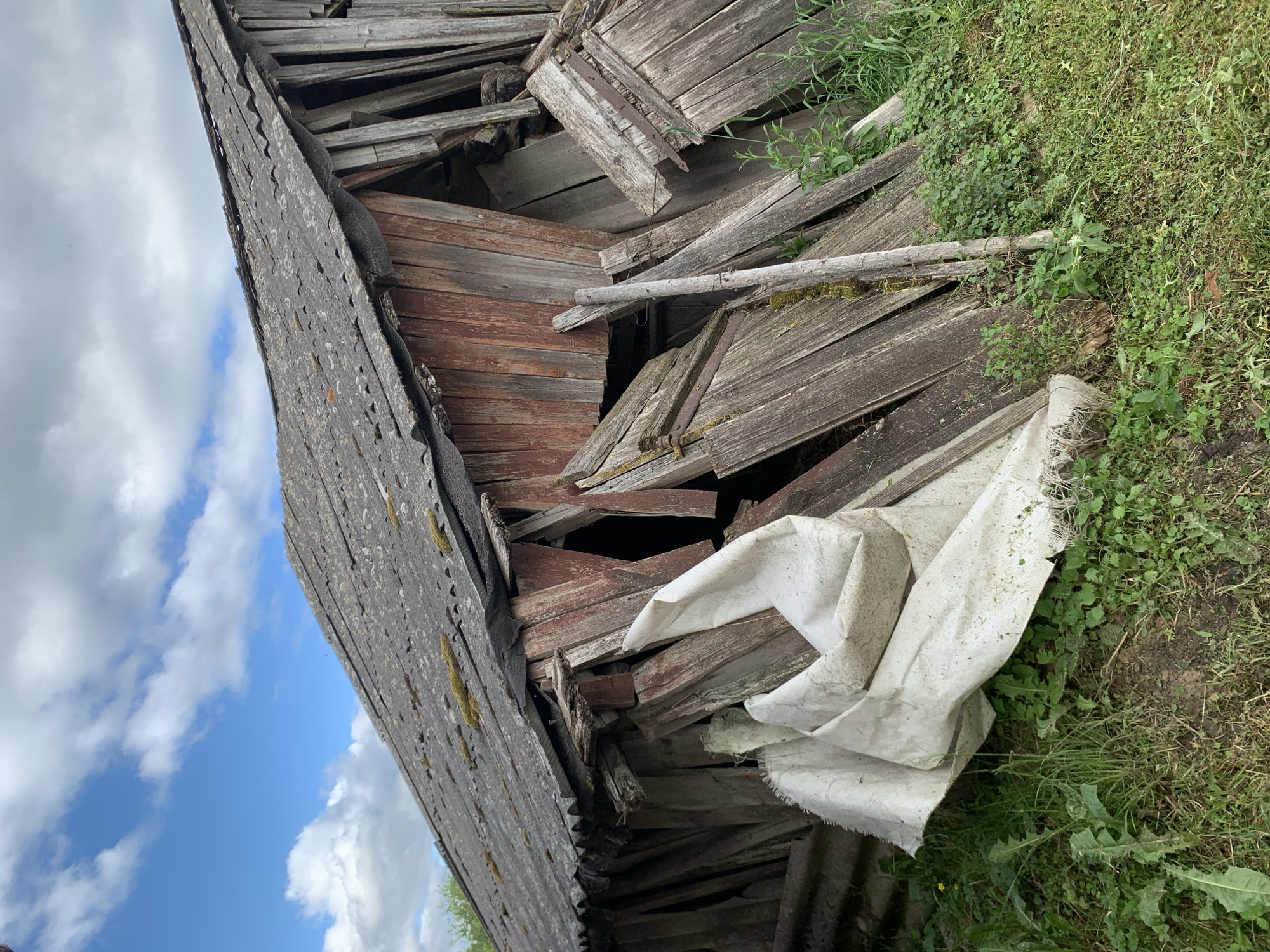 This image depicts the partial collapse of an old, dilapidated wooden structure, likely a barn or shed, located in Відзаўскі сельскі Савет, Belarus. The structure's roof is composed of dark grey corrugated sheets, heavily weathered and covered with patches of green moss. The roofing material appears to be asbestos cement, showing signs of damage and disintegration along its edges.
The walls of the building are constructed from wooden planks, exhibiting significant decay, weathering, and a faded reddish-brown and grey coloration. Many of these planks have detached, broken, or fallen inward and outward, creating large openings and a jumbled pile of wood at the base of the structure. Exposed interior elements and supports are visible through these gaps. A slender, moss-covered wooden pole stands vertically in the foreground, seemingly propping up some of the fallen timber. Metal hinges are visible on several detached wooden panels, suggesting they were once part of doors or larger sections.
In the immediate foreground and surrounding the collapsed structure, there is an abundance of green vegetation, including various grasses and broadleaf weeds. A crumpled, dirty white fabric or tarp lies partially on the ground and against the fallen wooden planks on the left side of the frame. The sky above is bright blue with scattered white cumulus clouds. Distant green foliage, likely treetops, is visible on the horizon to the left.
