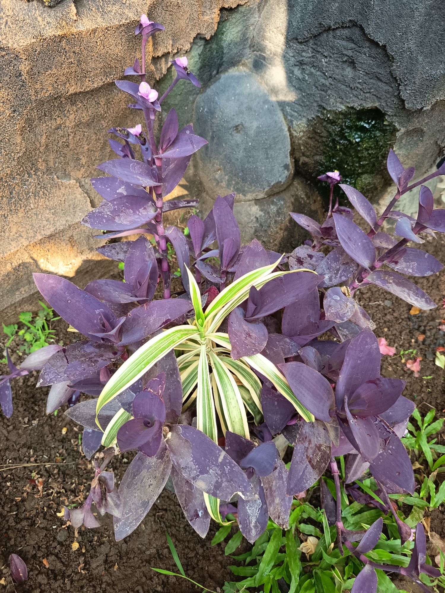 In Widoro, Indonesia, a close-up view showcases a purple heart plant with vibrant green and white striped grass in the foreground. The plant's deep purple leaves and small pink flowers are set against a textured stone wall and dark soil. A small puddle of water is visible in a crevice of the wall, reflecting the surrounding environment. The scene is captured in natural light, highlighting the textures and colors of the plants and the stonework.