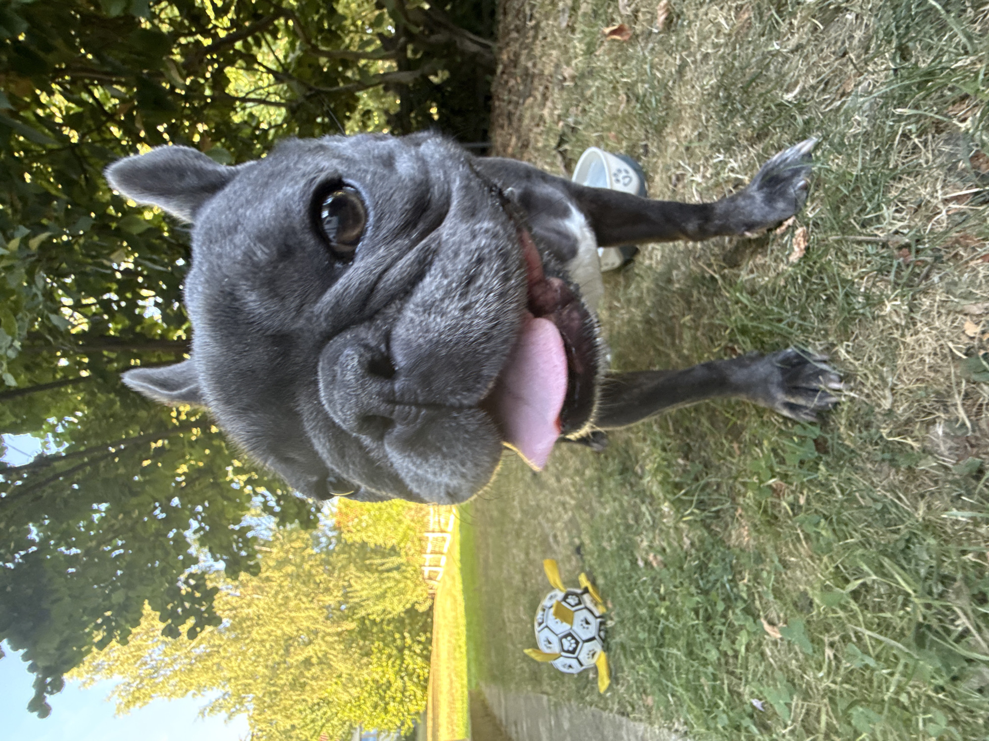 The image shows a close-up of a French Bulldog in a grassy yard, possibly in Bad Sachsa, Germany. The dog is dark gray with characteristic wrinkled facial features and prominent ears. Its mouth is open, and its pink tongue is extended, suggesting it is panting or hot. In the background, there are trees and a white fence, indicating an outdoor setting. To the left of the dog, a yellow and white toy ball with black accents is lying on the grass. A light-colored bowl, possibly a water bowl, is visible near the dog's hind legs. The lighting suggests it is daytime, with sunlight filtering through the trees.