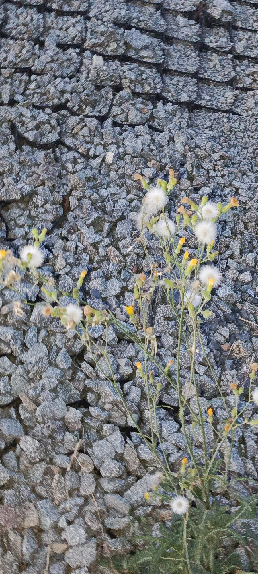 A close-up, eye-level shot captures a patch of wildflowers with white, fluffy seed heads and small yellow buds, growing in front of a background of grey, crushed rock ballast. The ballast fills the frame, with individual stones of varying sizes and angular shapes creating a rough, textured surface. The wildflowers, delicate and slender, are positioned in the lower right quadrant of the image. Their thin green stems reach upwards, adorned with a few yellow-tipped buds and the prominent, airy white seed clusters. The lighting suggests an outdoor setting, possibly in the city of Bolshoy Kamen, Russia, where such ballast is commonly found along railway lines or construction sites. No people are present in the scene.